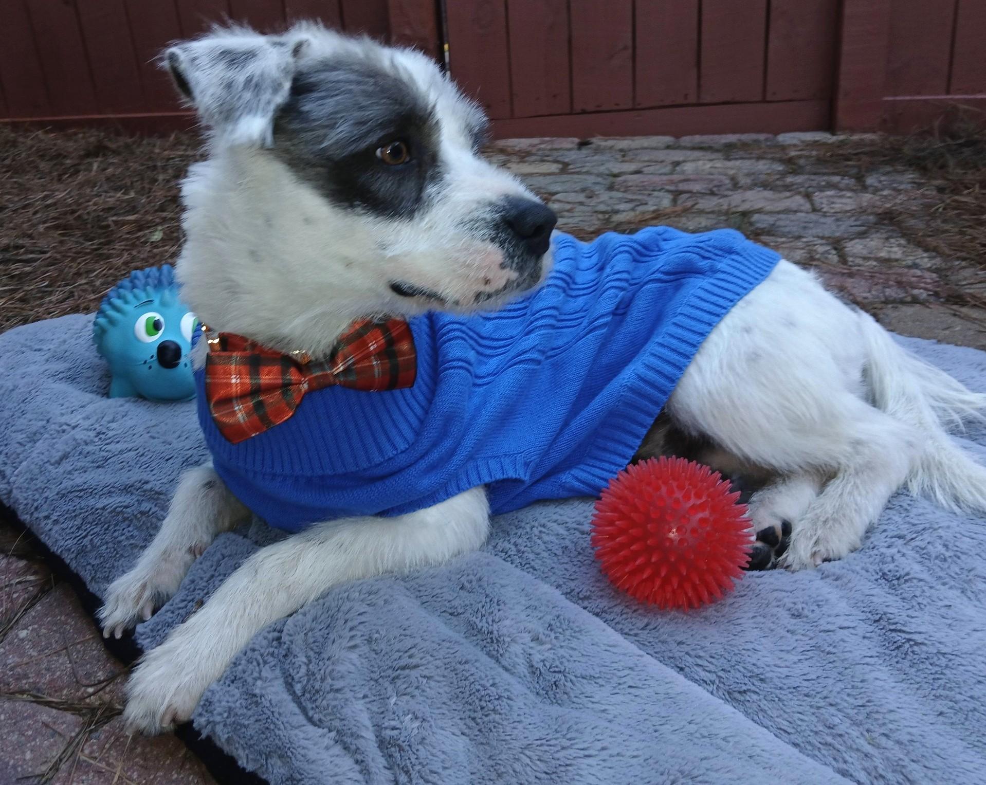 Po' Boy — thumbnail 4