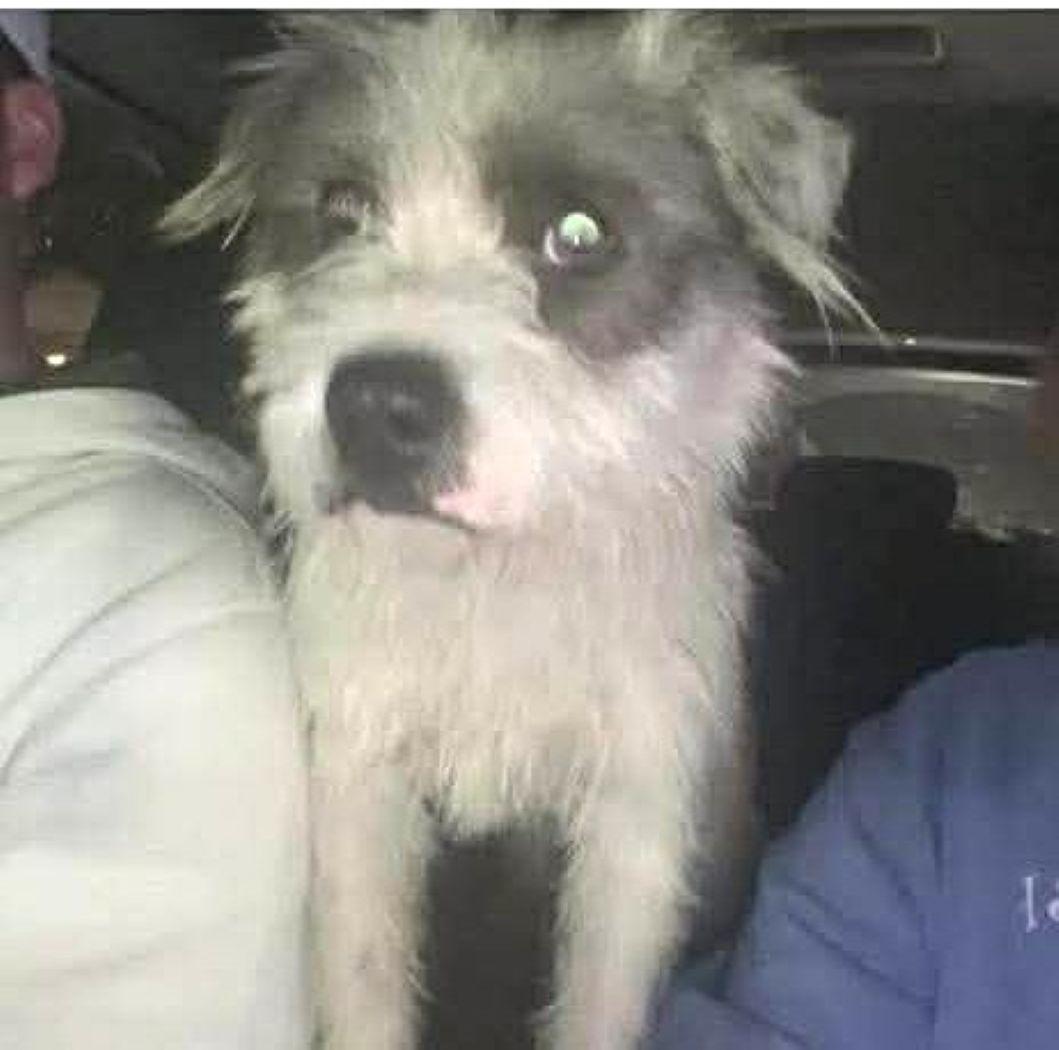 Po' Boy — thumbnail 5