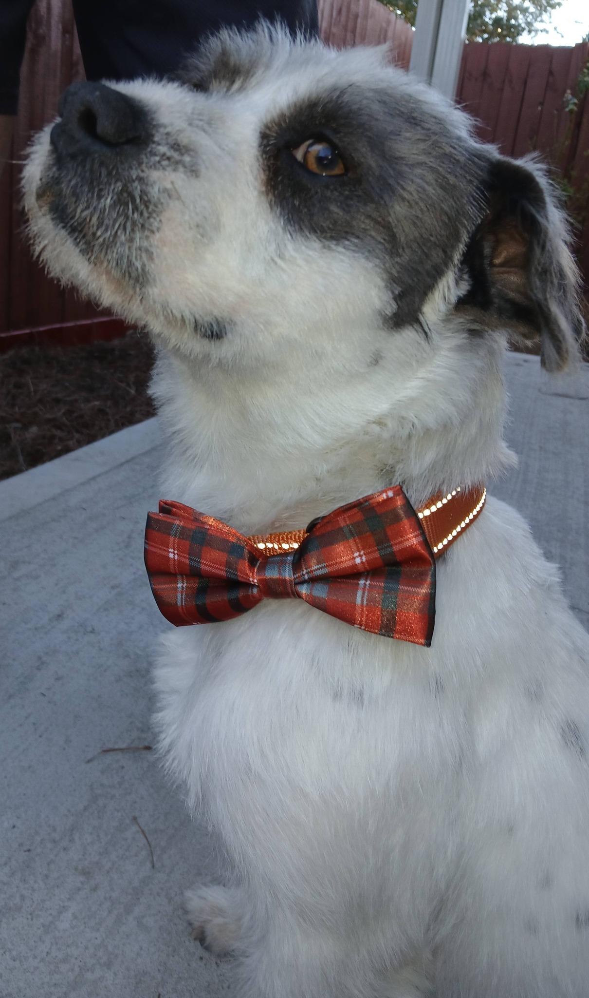 Po' Boy — thumbnail 6