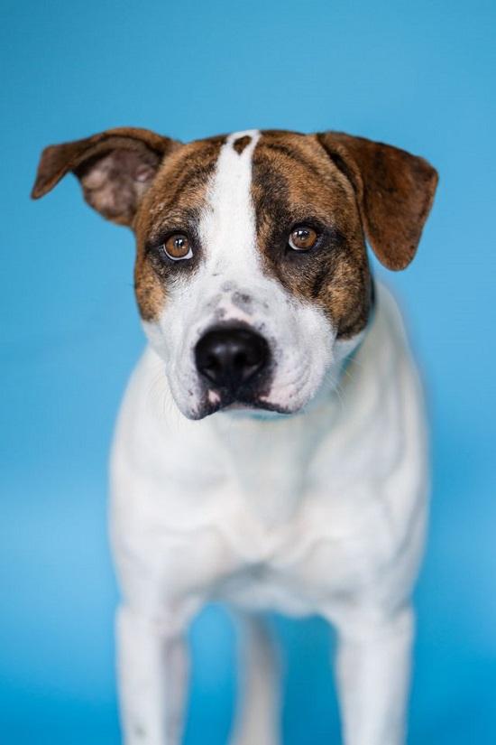 Enlarge LEO, a Adopted Hound in Pegram, TN image 4/6