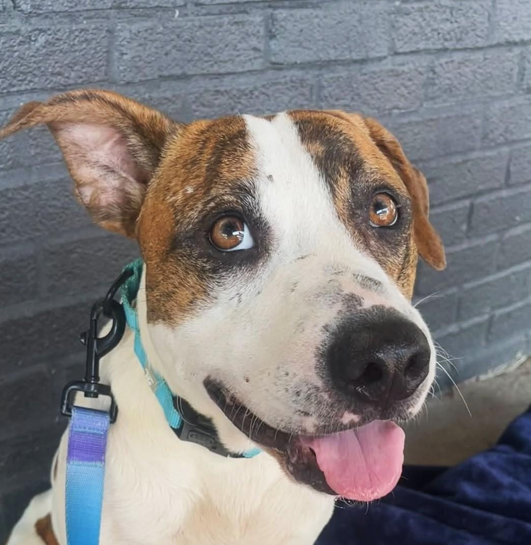 Enlarge LEO, a Adopted Hound in Pegram, TN image 2/6