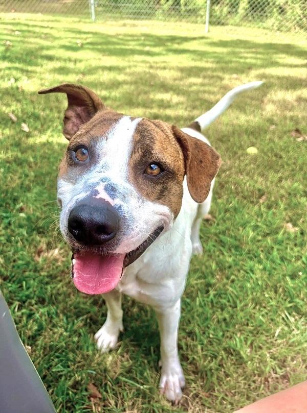 Enlarge LEO, a Adopted Hound in Pegram, TN image 3/6