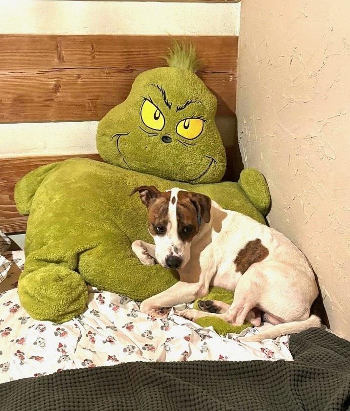 Enlarge LEO, a Adopted Hound in Pegram, TN image 6/6