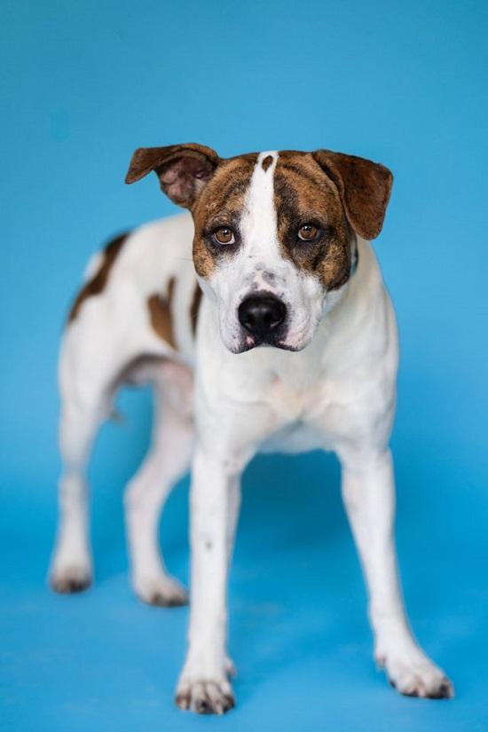 Enlarge LEO, a Adopted Hound in Pegram, TN image 1/6