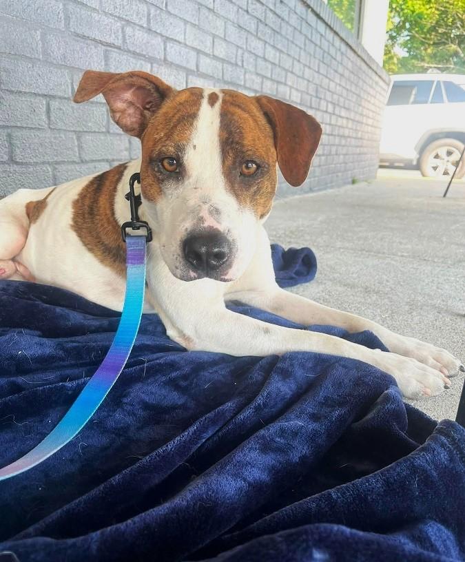 Enlarge LEO, a Adopted Hound in Pegram, TN image 5/6