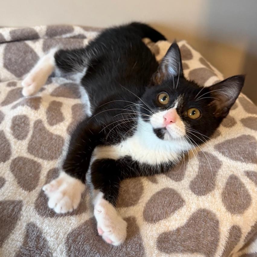 Enlarge Jameson, an adopted Domestic Short Hair in Rochester, MN image 2/3