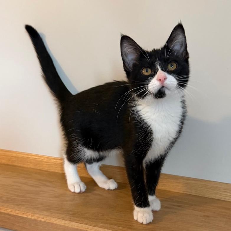 Enlarge Jameson, an adopted Domestic Short Hair in Rochester, MN image 1/3