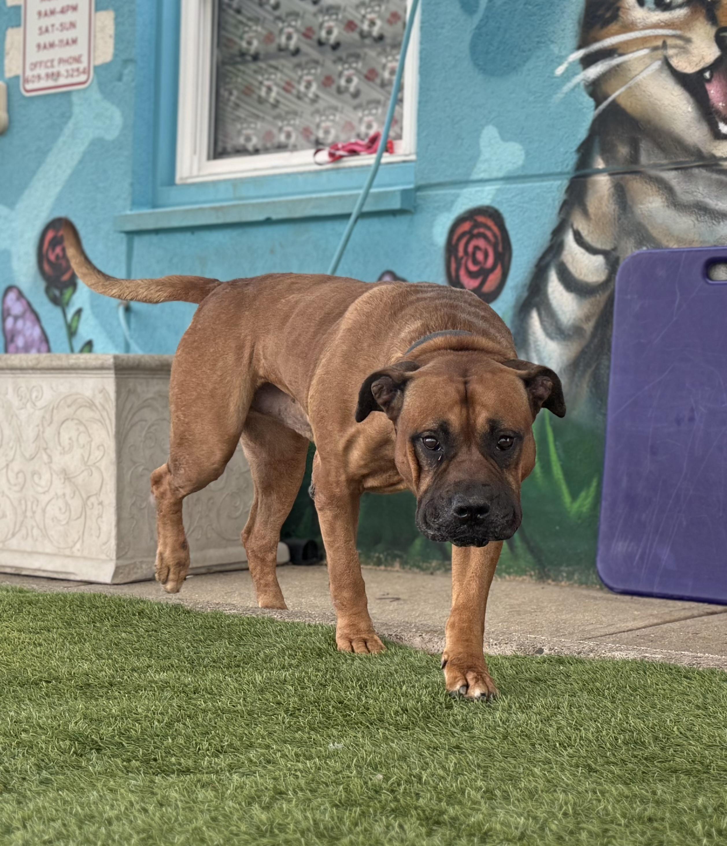 Enlarge Graham- In Foster, an adopted Mastiff in Trenton, NJ image 1/4