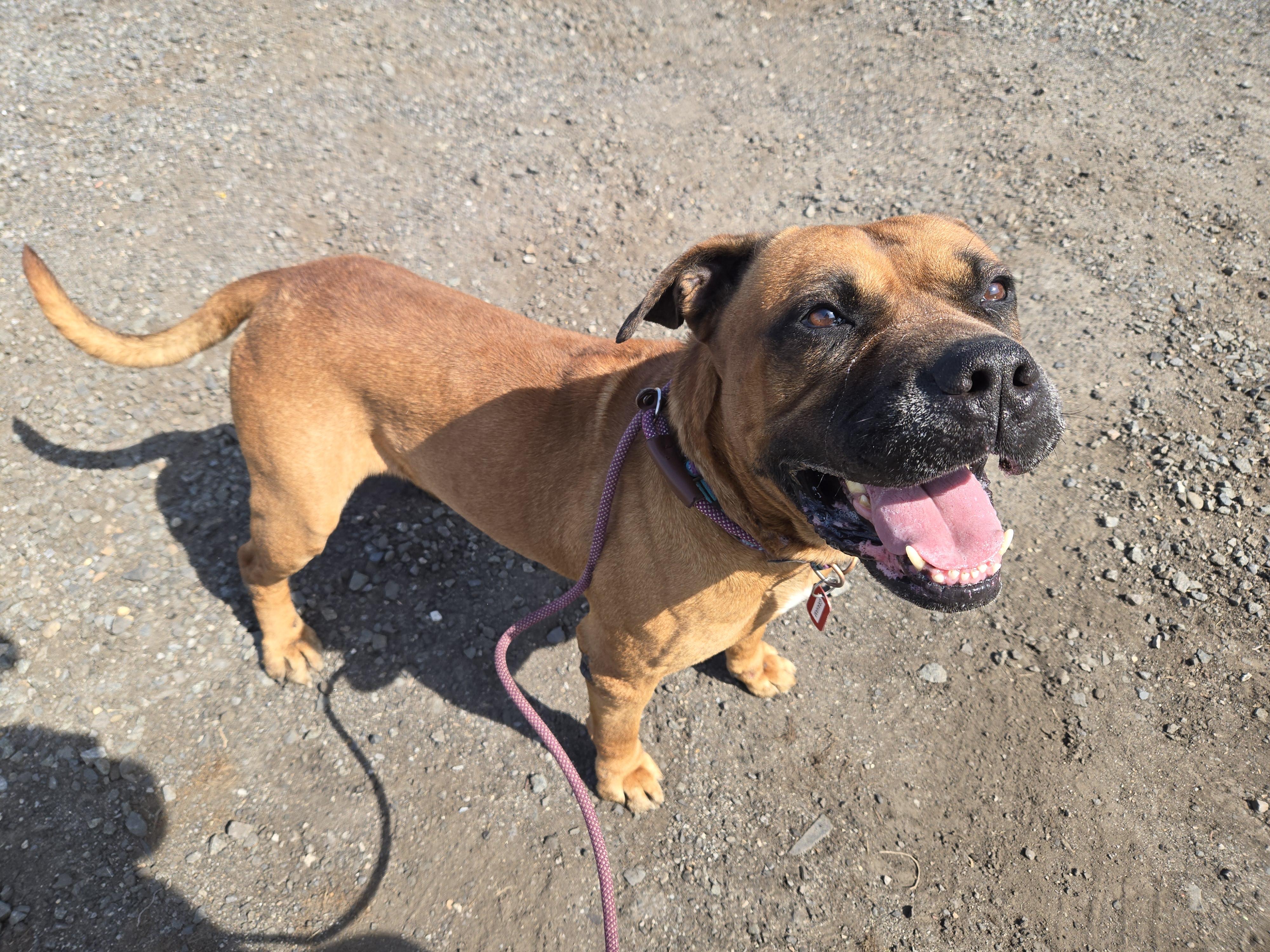 Enlarge Graham- In Foster, an adopted Mastiff in Trenton, NJ image 2/4