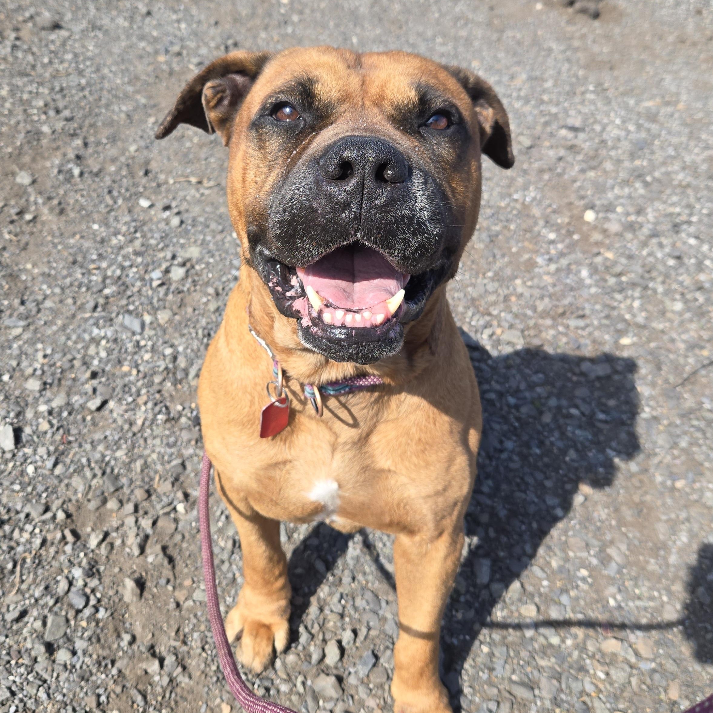 Enlarge Graham- In Foster, an adopted Mastiff in Trenton, NJ image 3/4