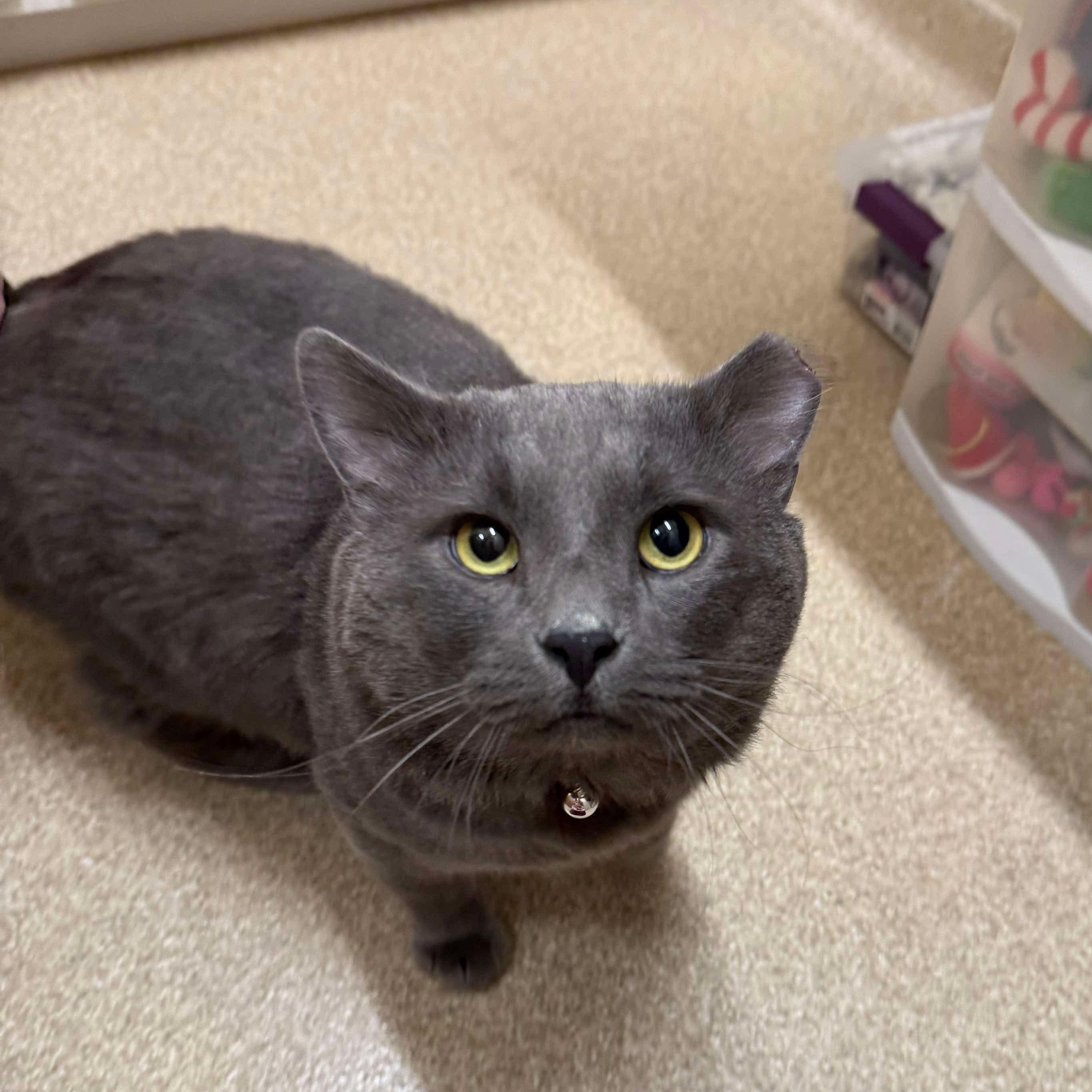 Enlarge Maximus Cheekus Harmonius Hill ("HVAC"), an adopted Domestic Medium Hair in Sterling, VA image 3/6