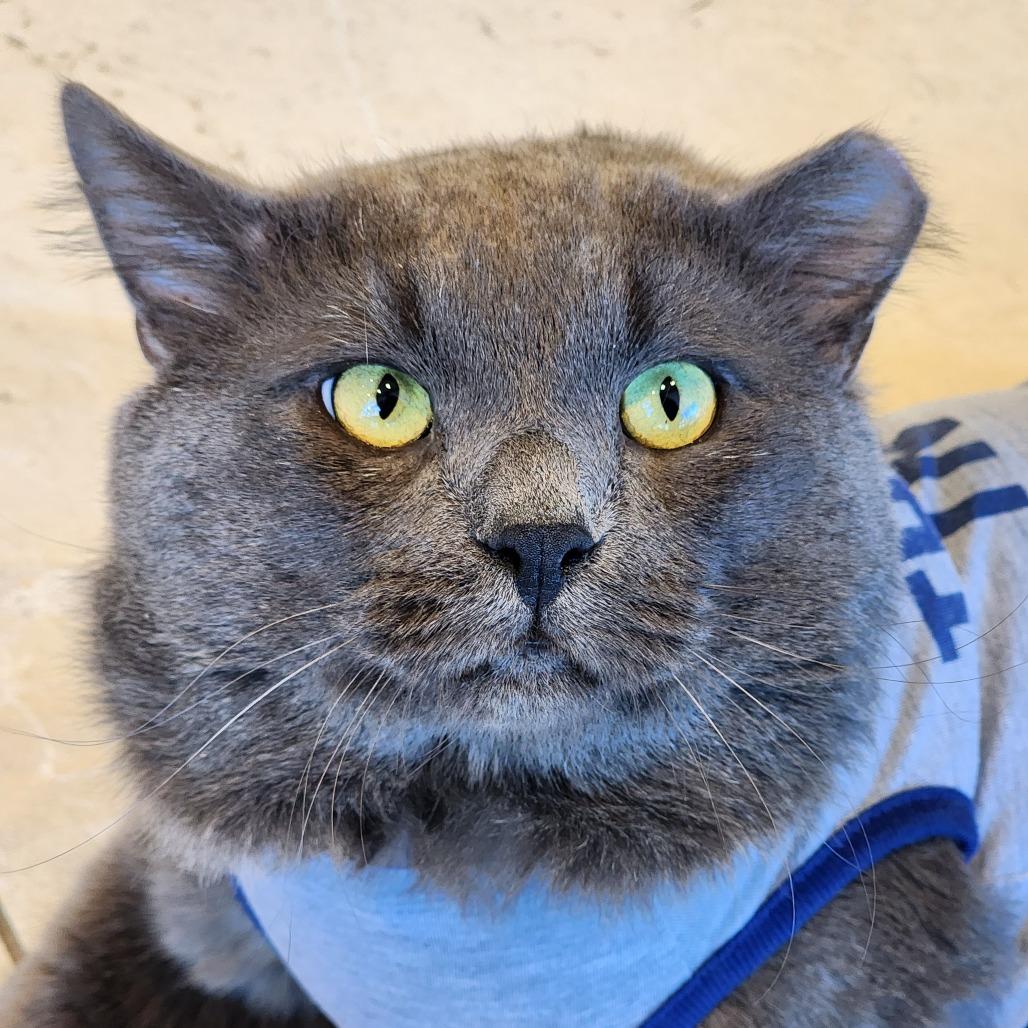 Enlarge Maximus Cheekus Harmonius Hill ("HVAC"), an adopted Domestic Medium Hair in Sterling, VA image 5/6