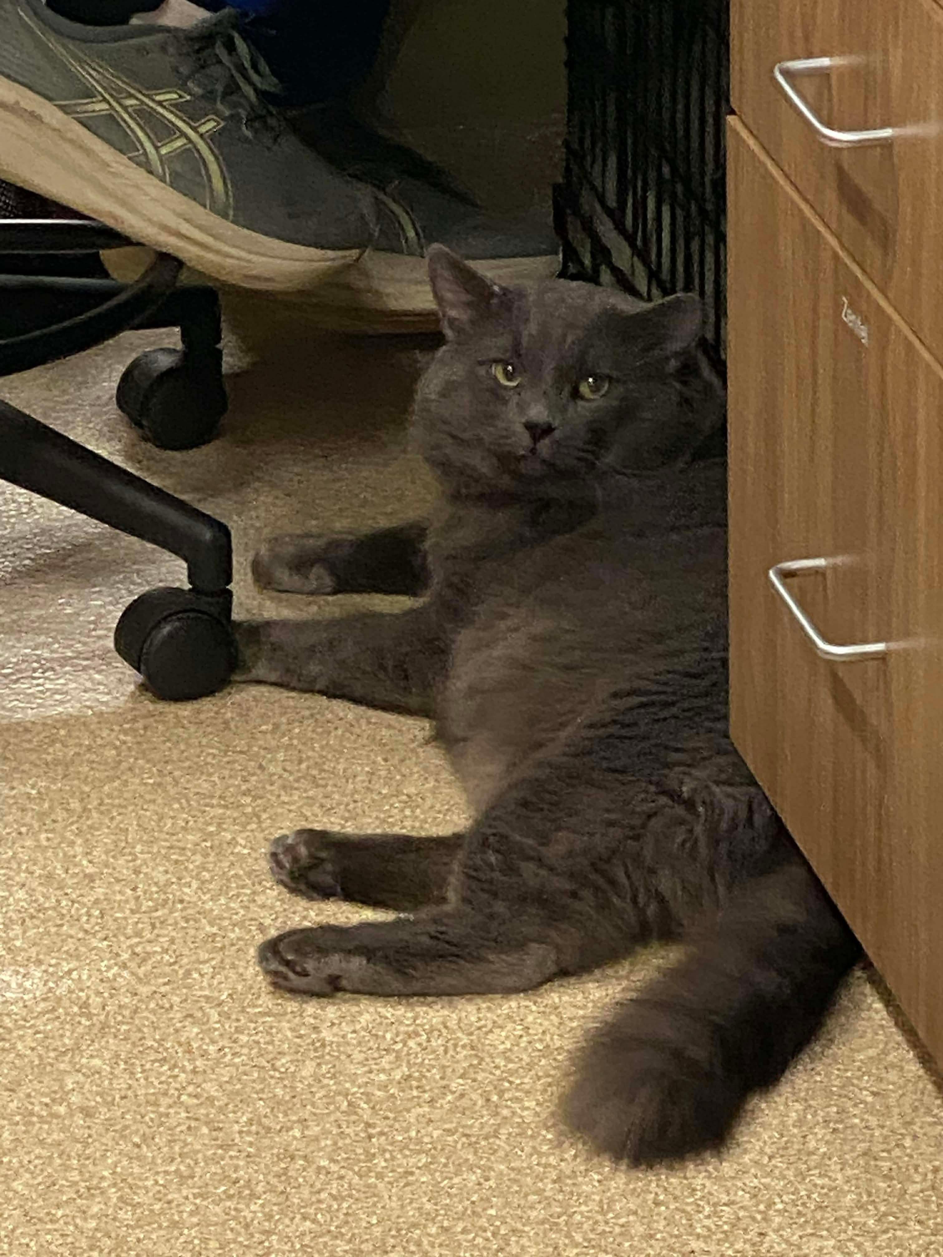 Enlarge Maximus Cheekus Harmonius Hill ("HVAC"), an adopted Domestic Medium Hair in Sterling, VA image 2/6