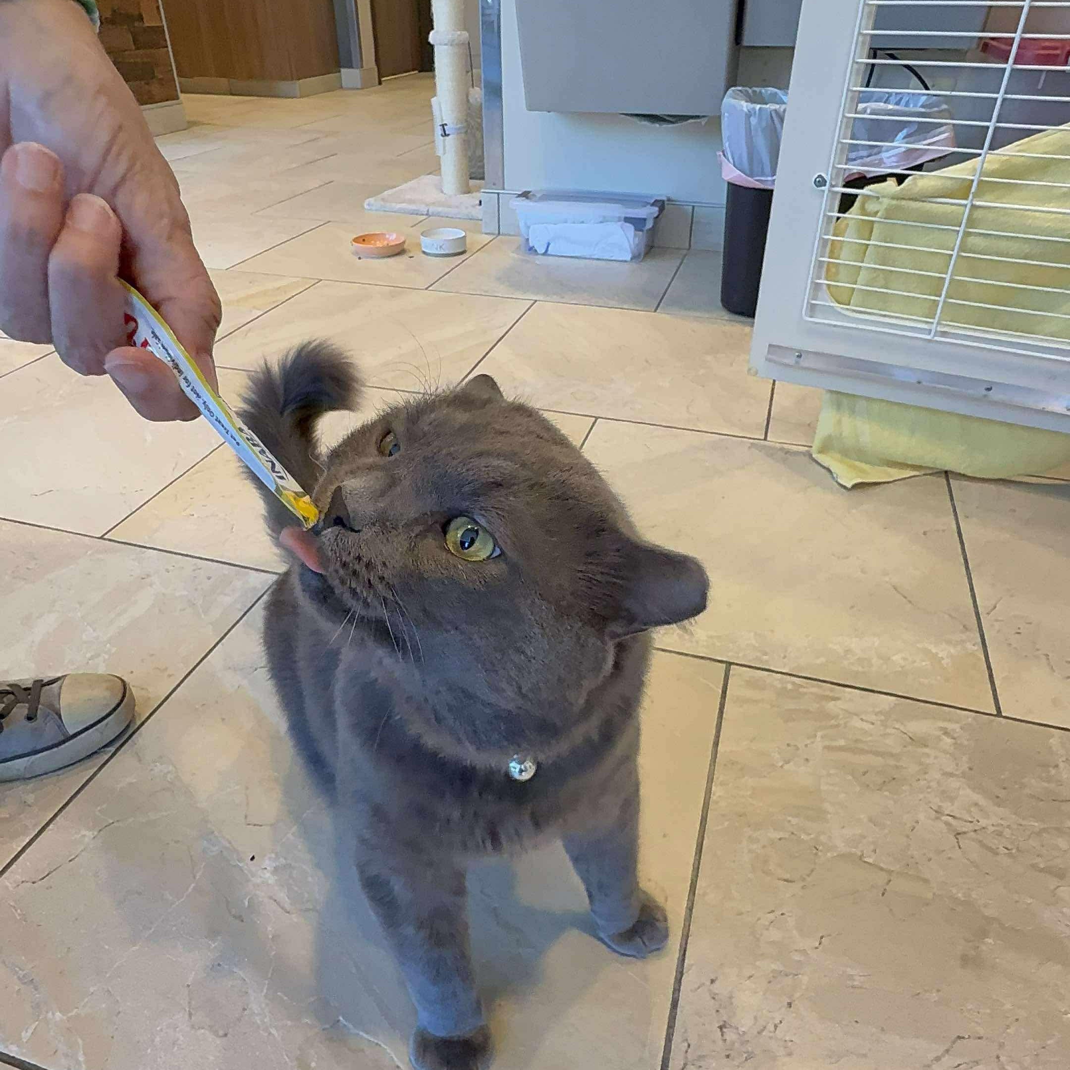Enlarge Maximus Cheekus Harmonius Hill ("HVAC"), an adopted Domestic Medium Hair in Sterling, VA image 4/6
