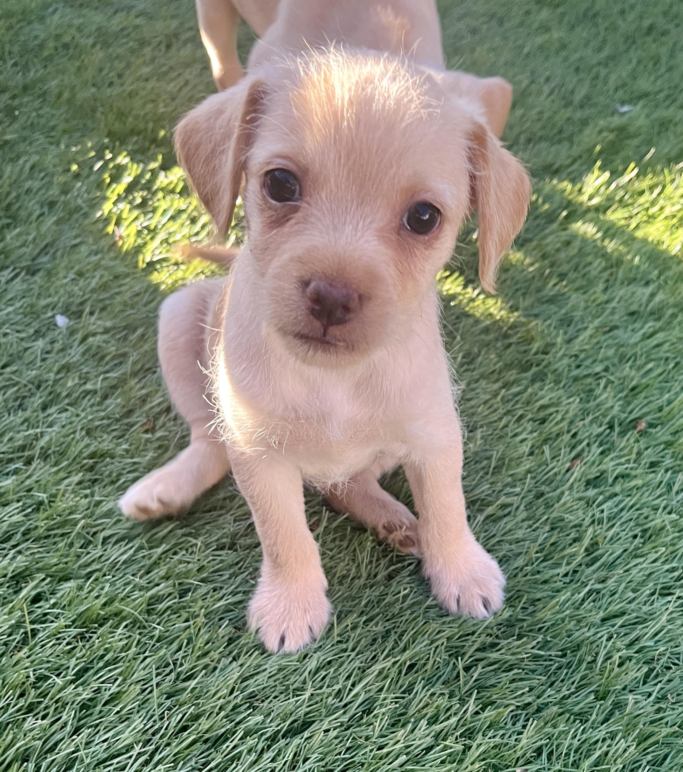 Enlarge Allie, an adopted mixed breed in El Cajon, CA image 2/2