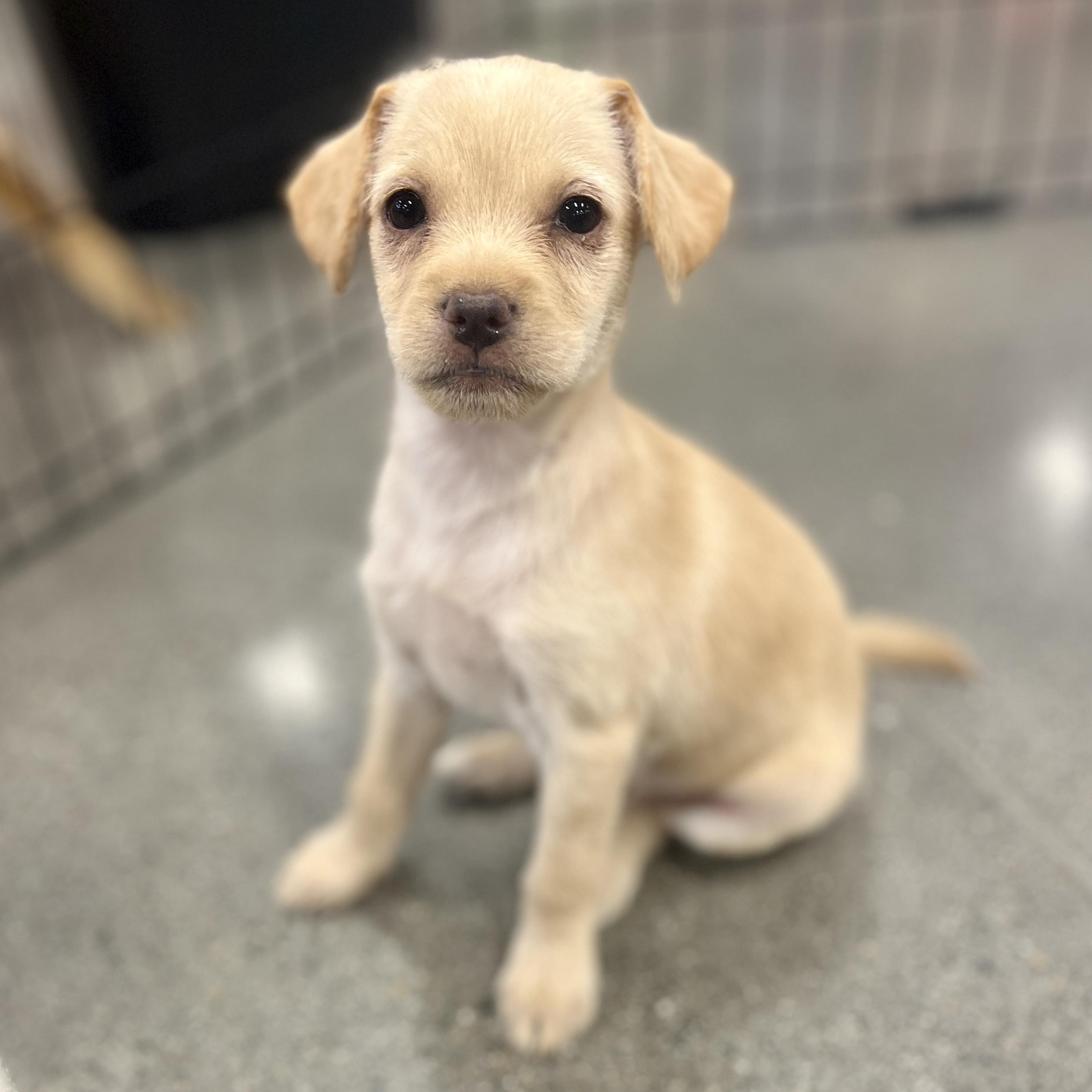 Enlarge Allie, an adopted mixed breed in El Cajon, CA image 1/2