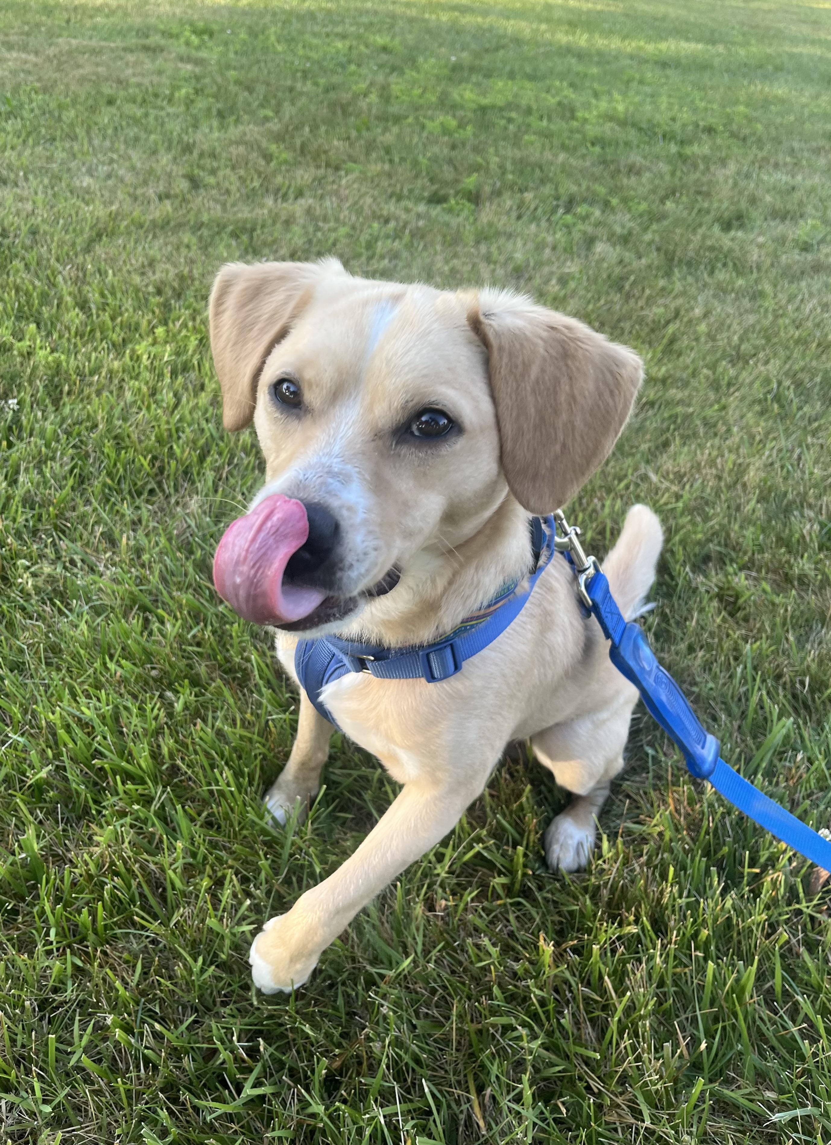 Enlarge Murphy, a ADOPTABLE mixed breed in Abington, PA image 3/4