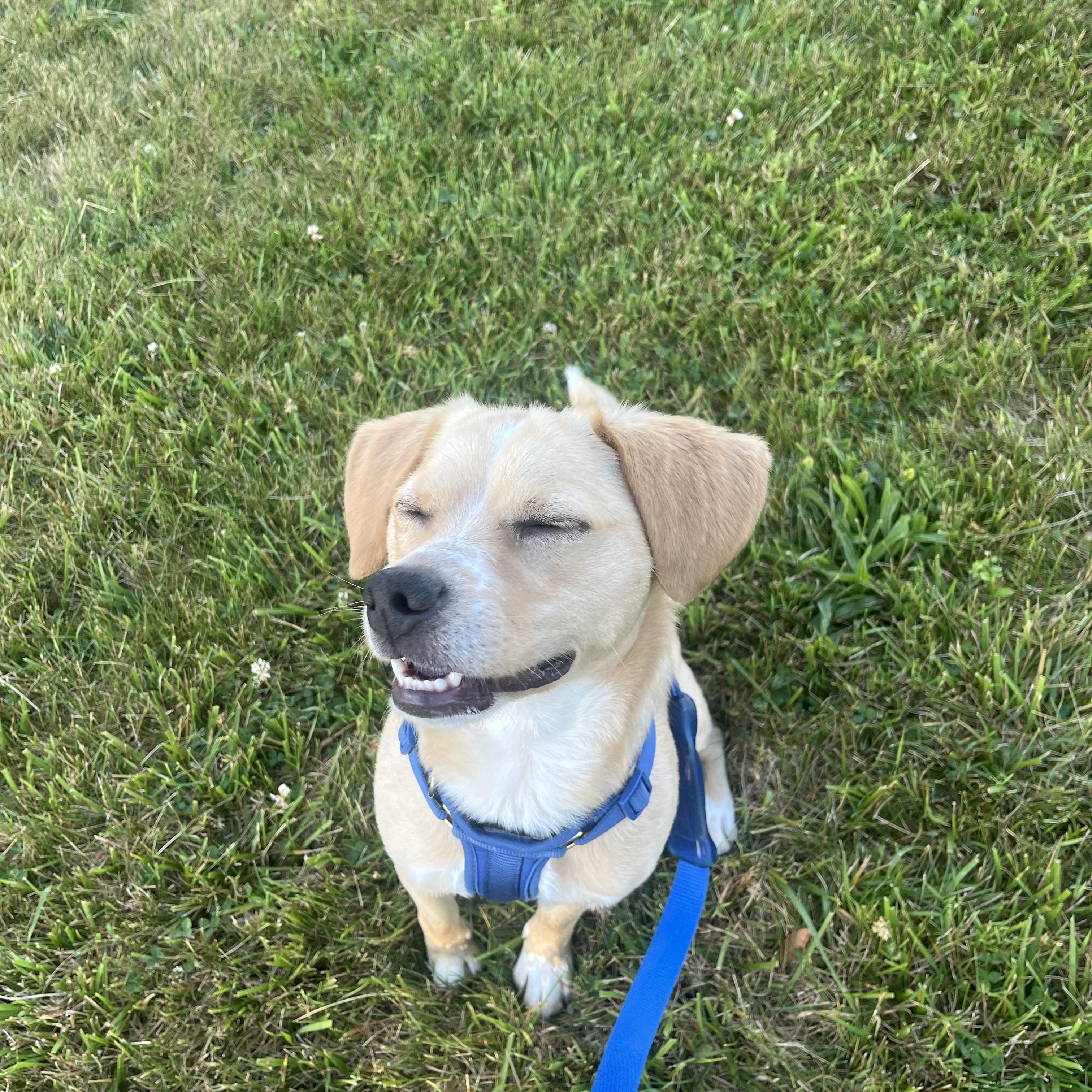 Enlarge Murphy, a ADOPTABLE mixed breed in Abington, PA image 4/4