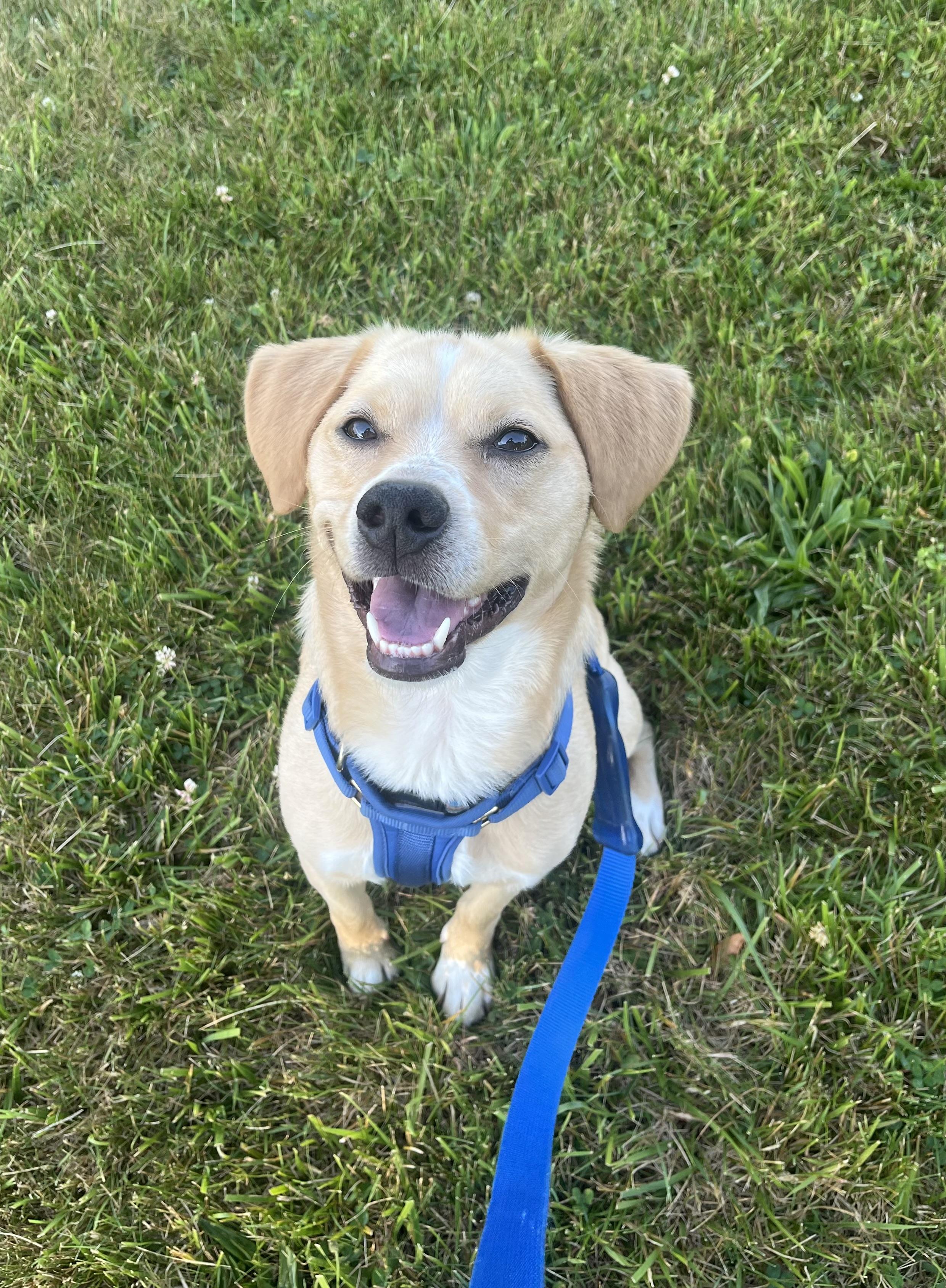 Enlarge Murphy, a ADOPTABLE mixed breed in Abington, PA image 1/4