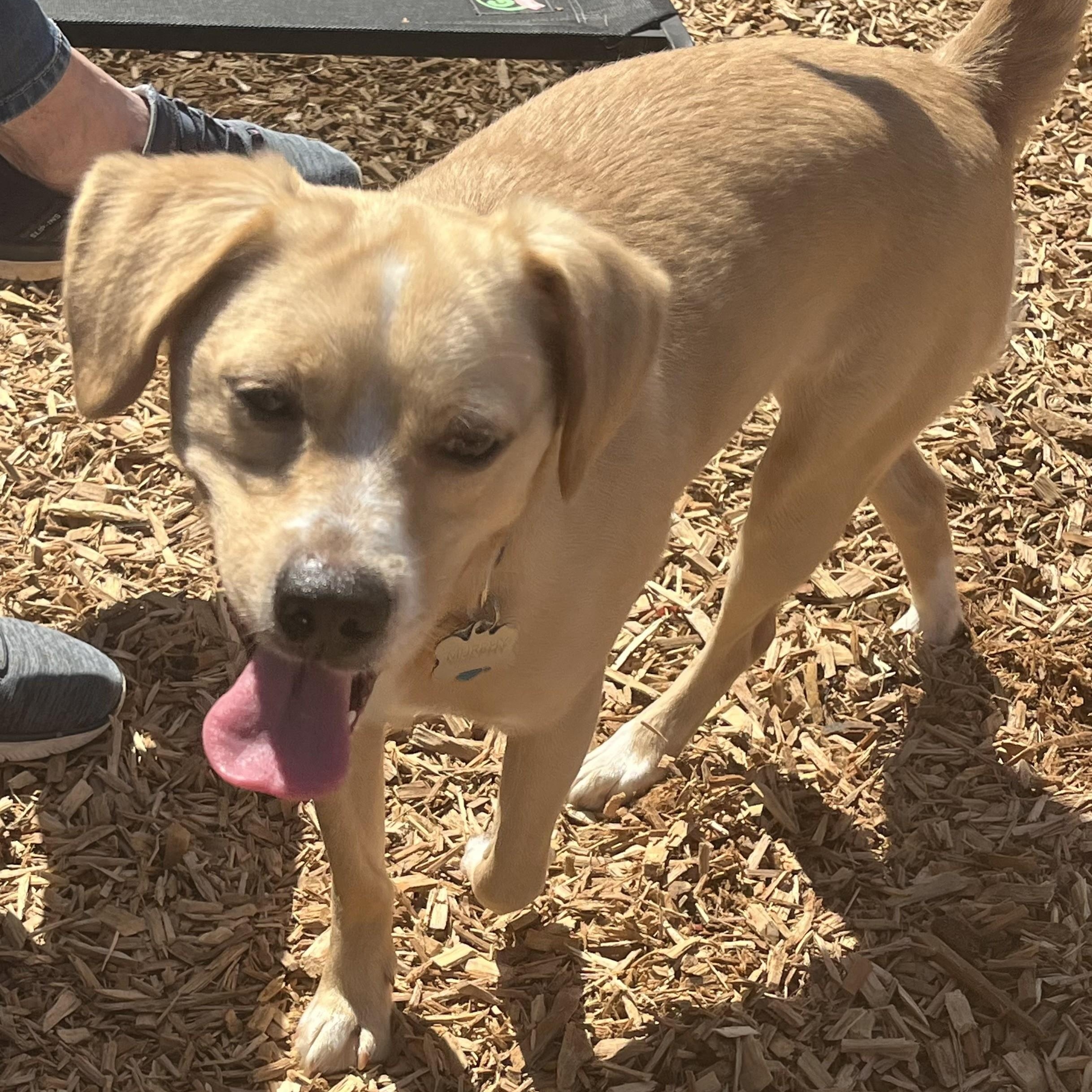 Enlarge Murphy, a ADOPTABLE mixed breed in Abington, PA image 1/1