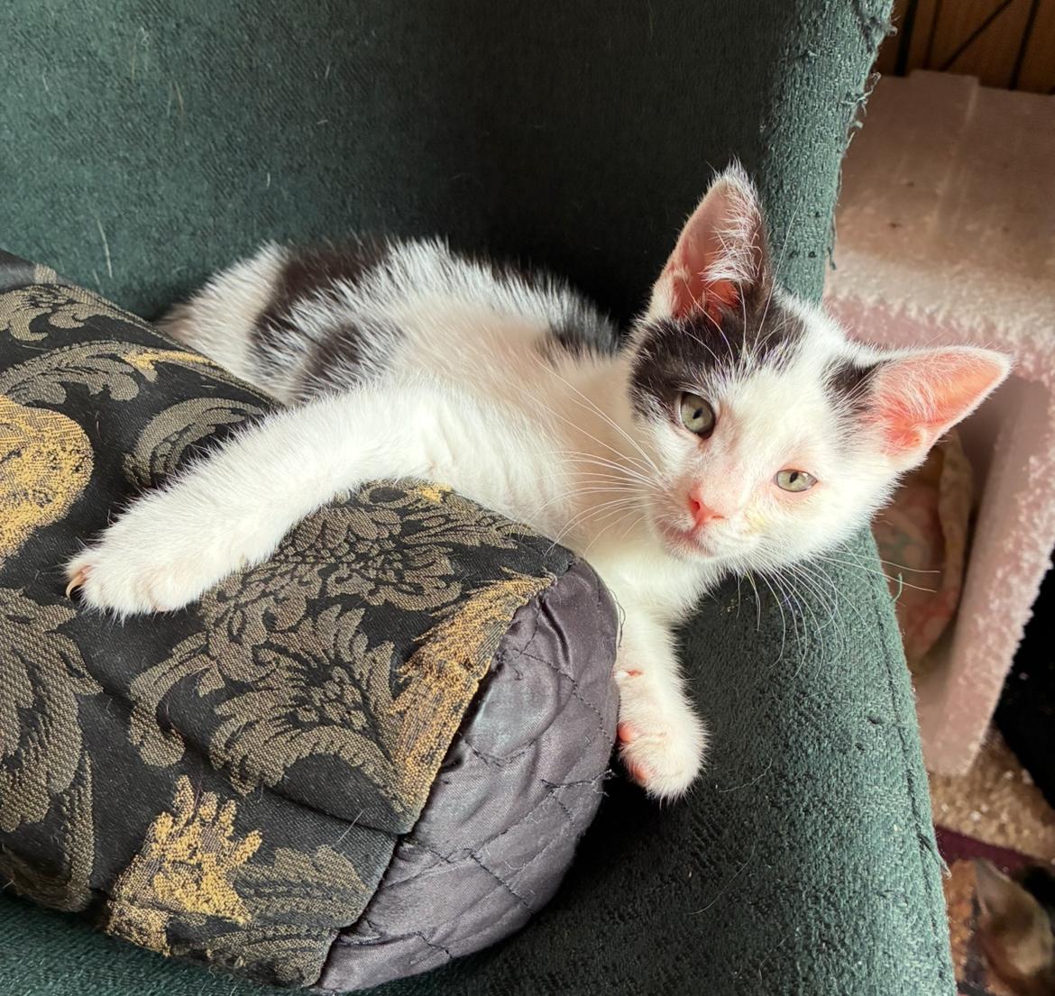 Smeckles, ADOPTABLE, Kitten Female Domestic Short Hair.