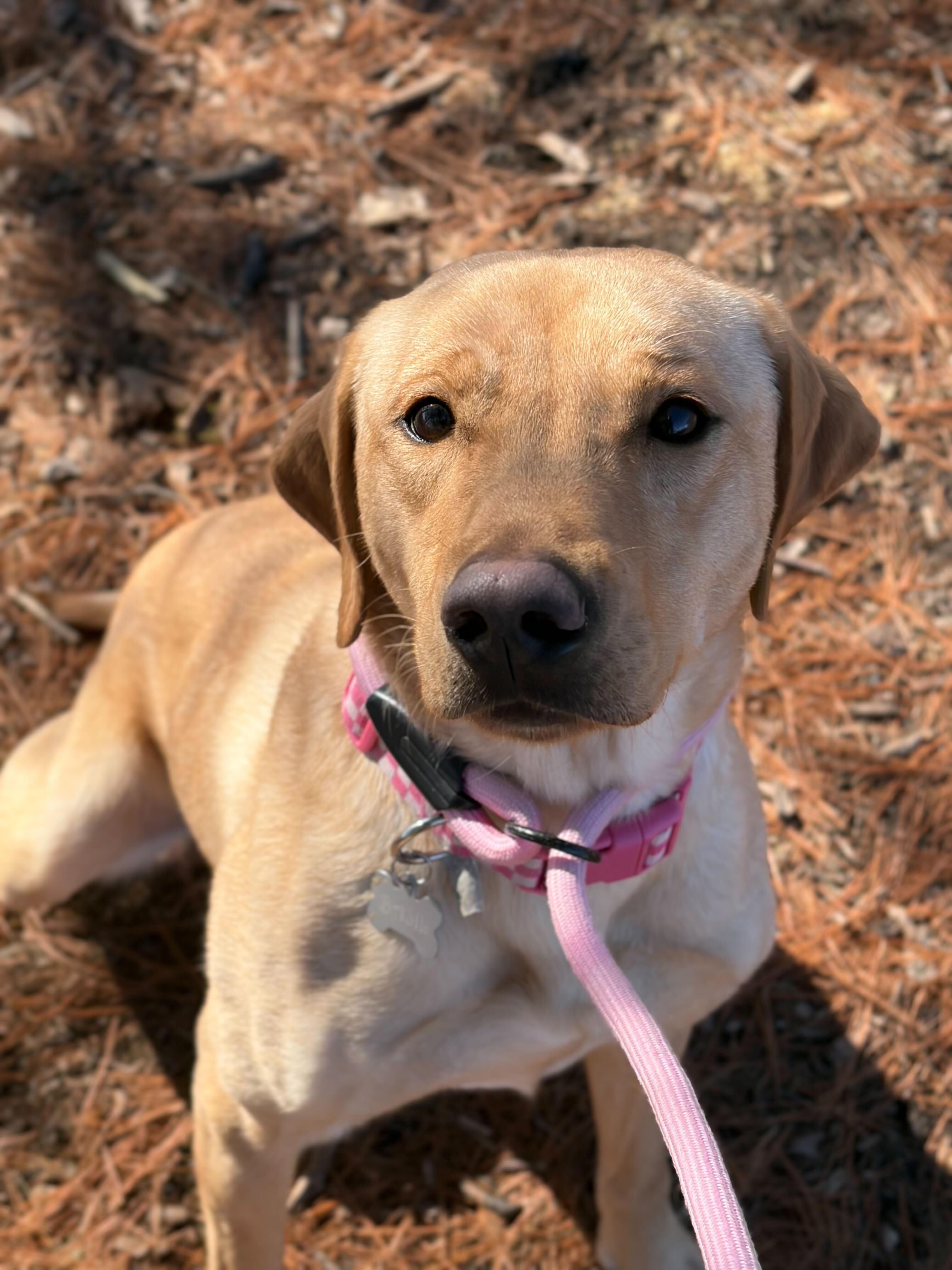 Enlarge Basil, a ADOPTABLE mixed breed in Jefferson, WI image 2/4