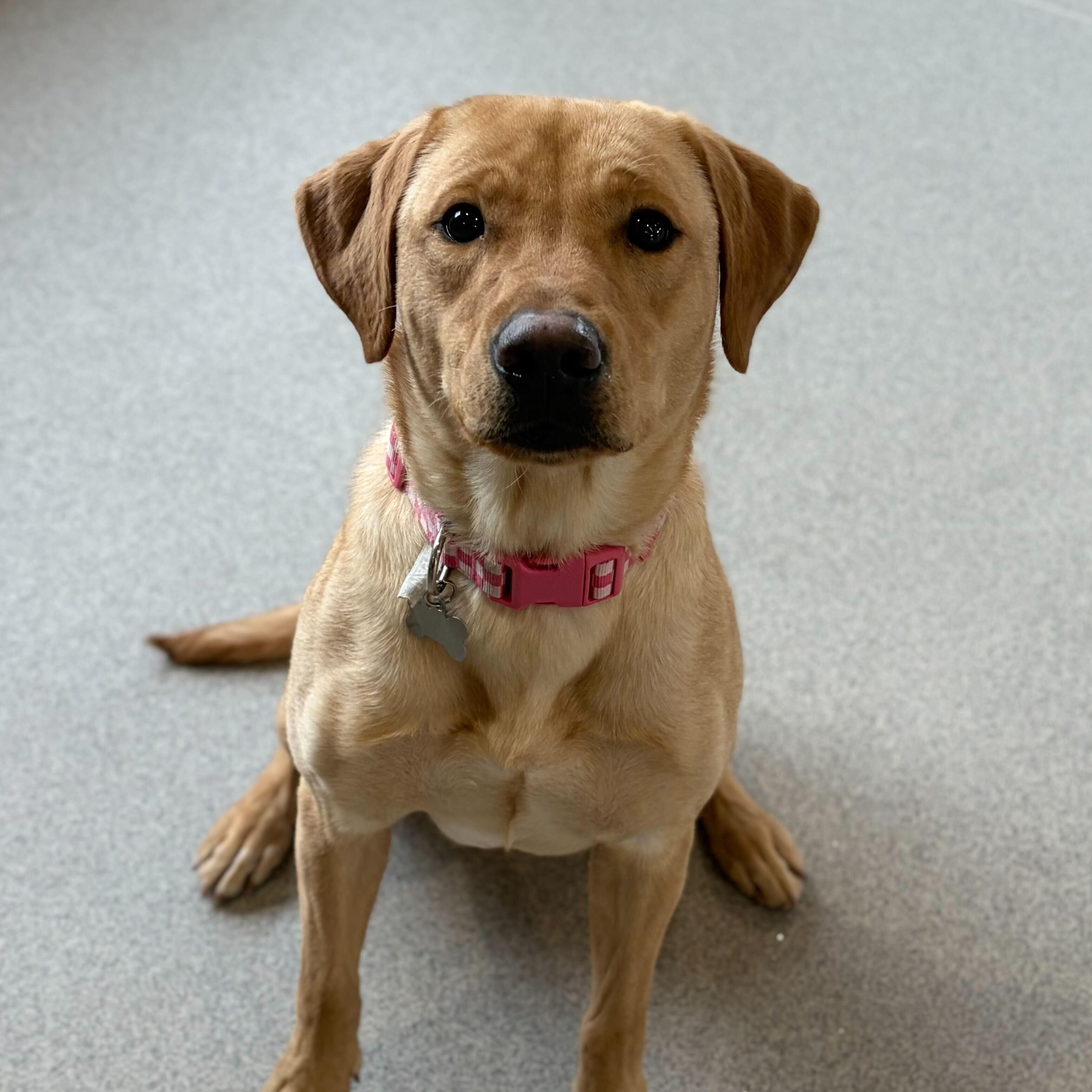 Enlarge Basil, a ADOPTABLE mixed breed in Jefferson, WI image 3/4