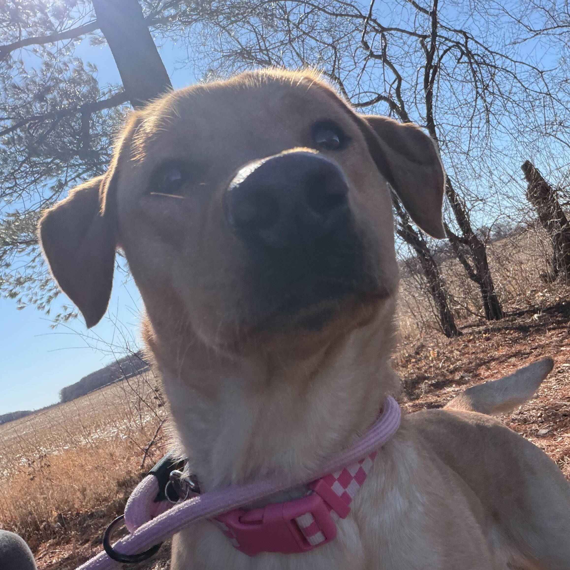 Enlarge Basil, a ADOPTABLE mixed breed in Jefferson, WI image 4/4