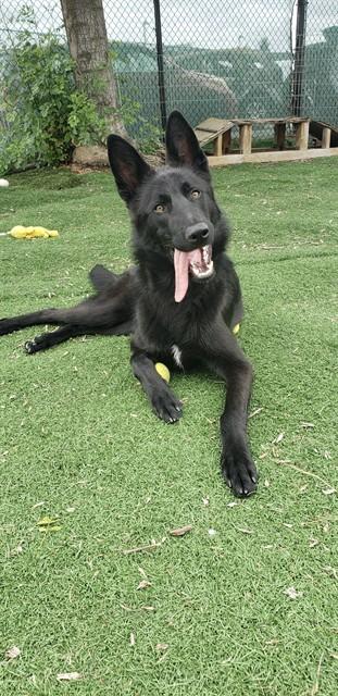 Enlarge KODY, a Adoptable German Shepherd Dog in Fremont, CA image 1/1