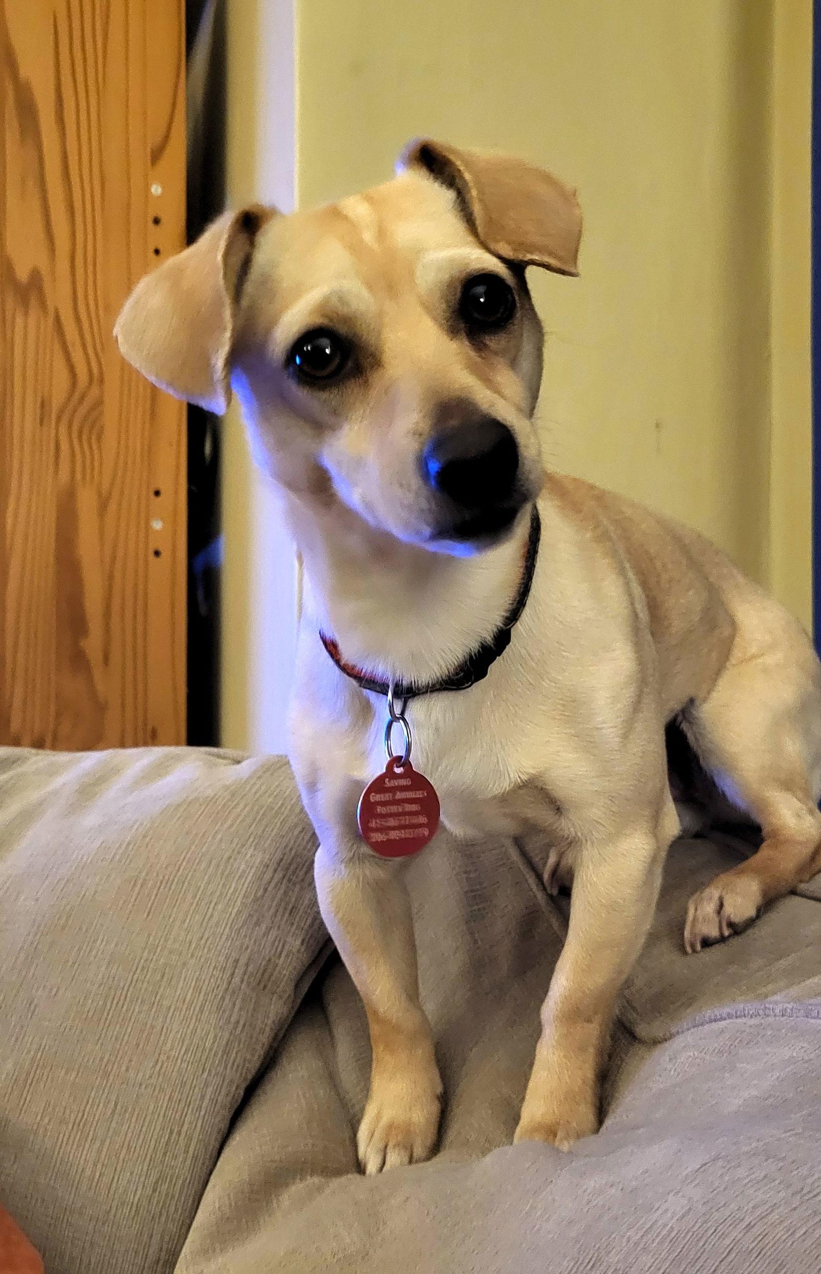 Darla, a Adoptable Chihuahua in Seattle, WA image 1/3