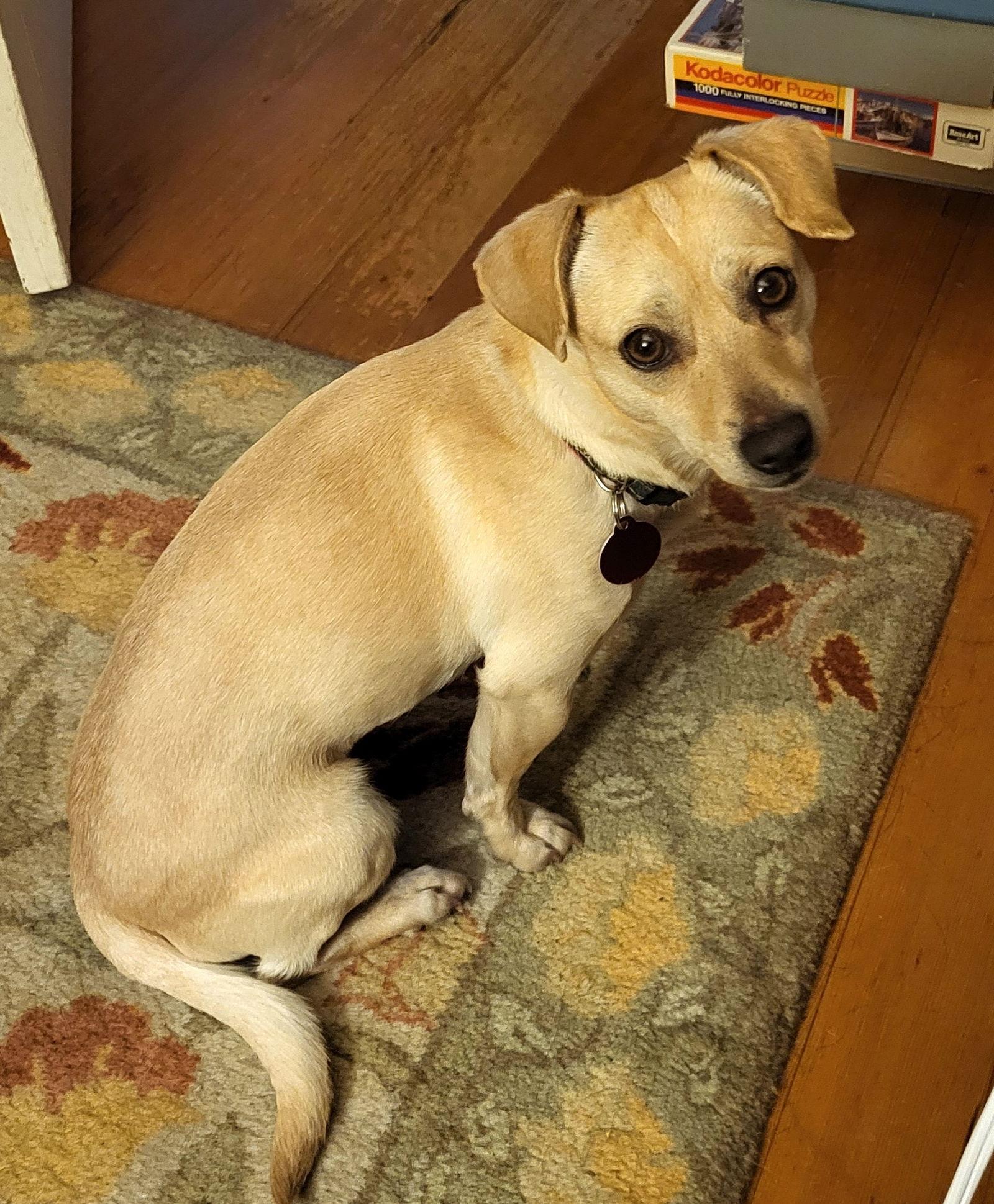 Darla, a Adoptable Chihuahua in Seattle, WA image 3/3