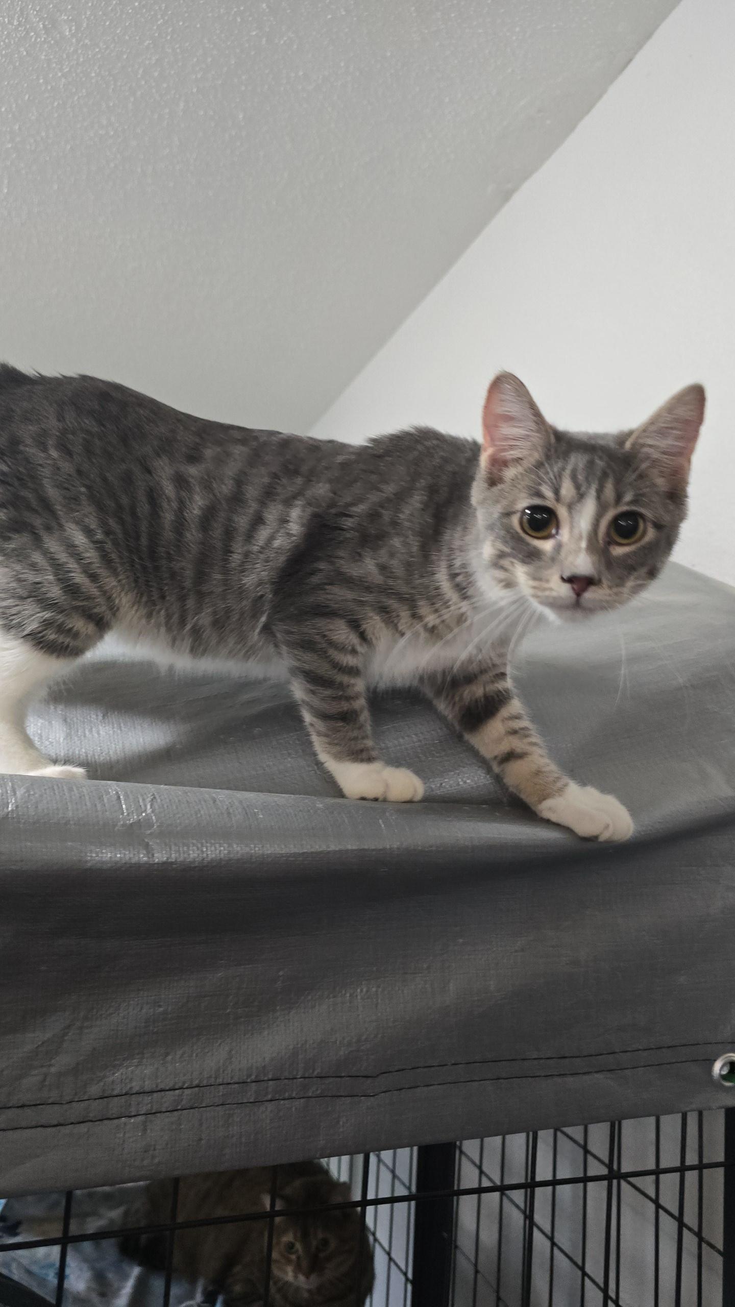 Dino, a Adoptable Domestic Short Hair in Iowa Falls, IA image 1/2