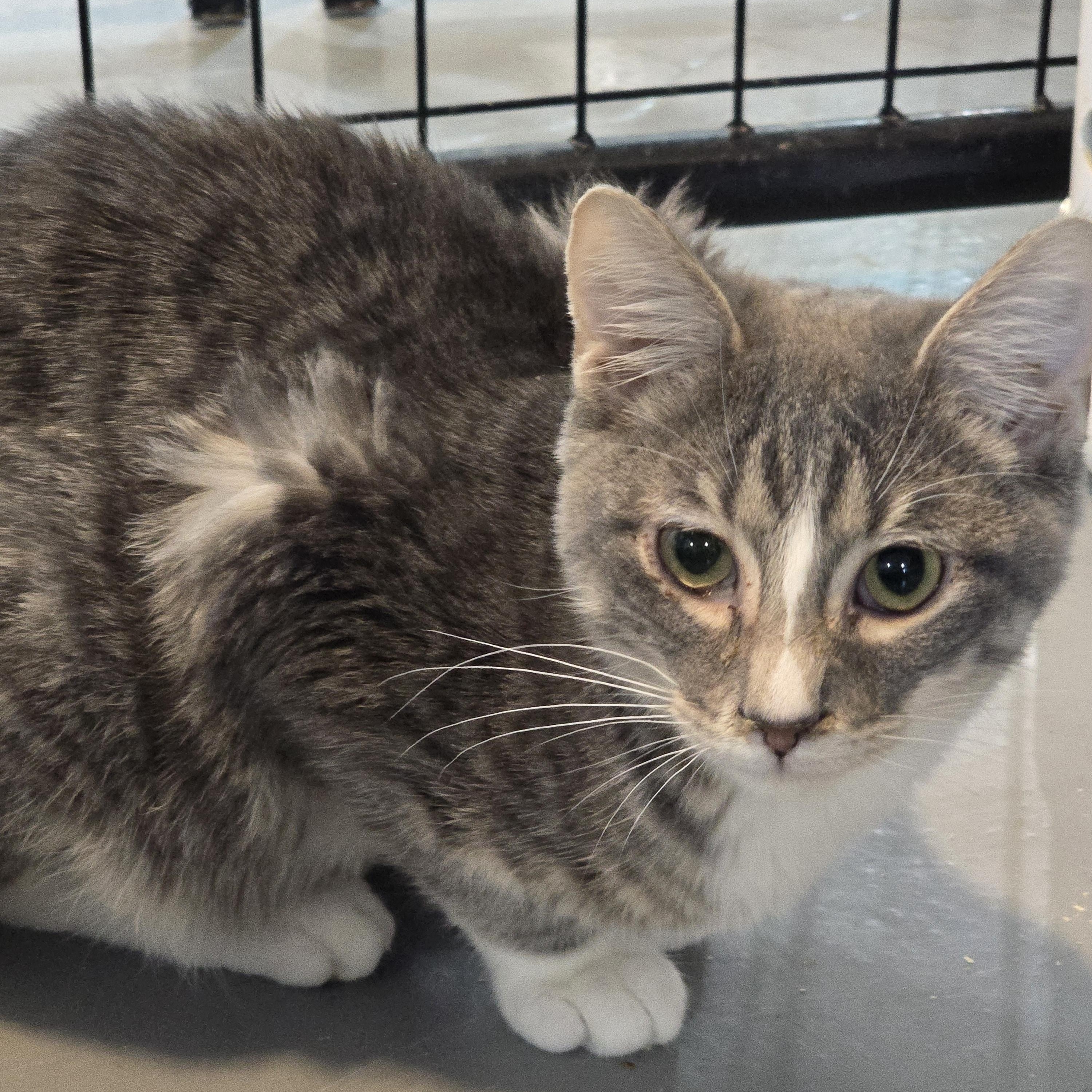 Dino, Adoptable, Young Male Domestic Short Hair.