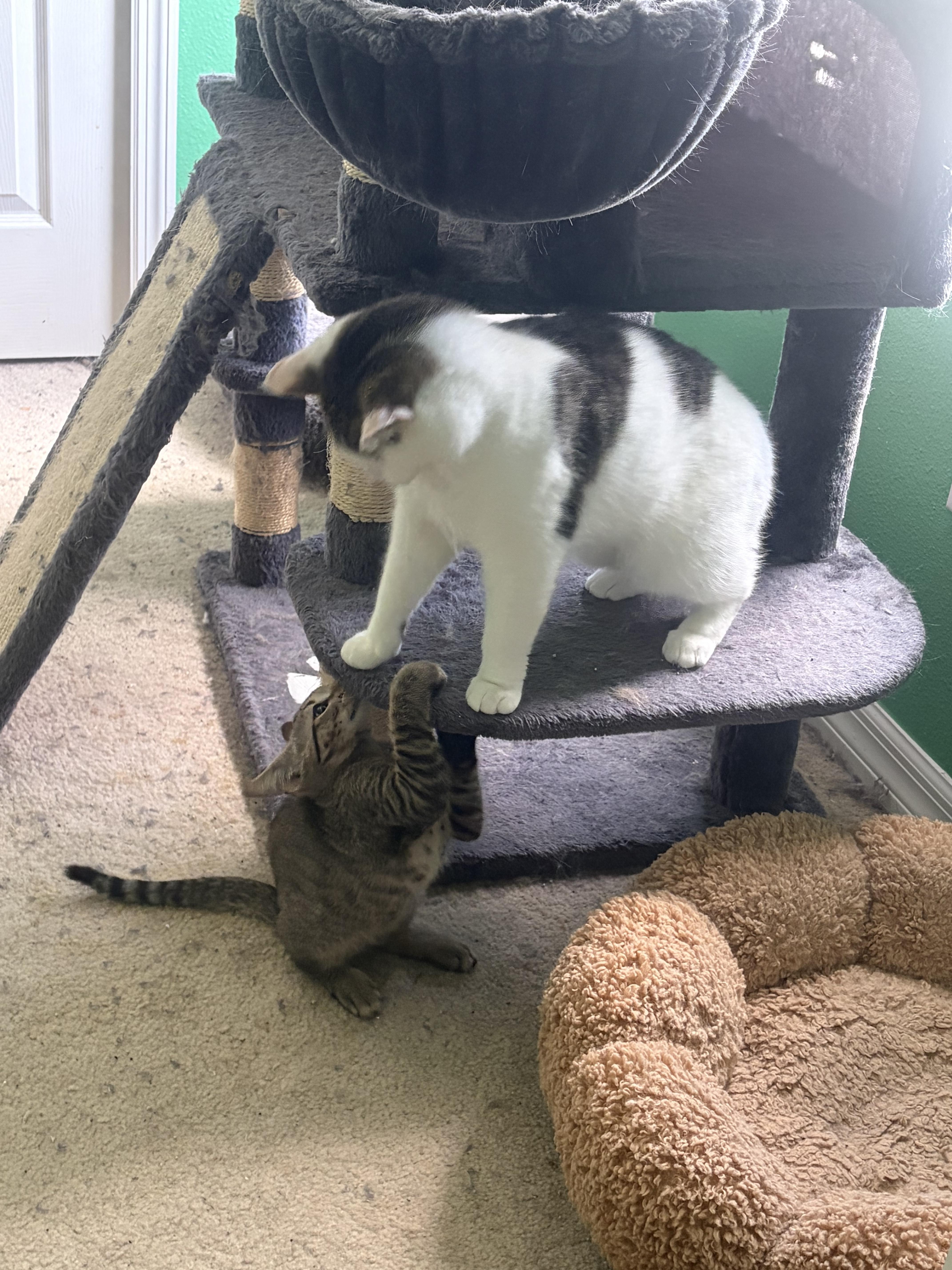 Taco, a Adoptable Domestic Short Hair in West Warwick, RI image 6/6