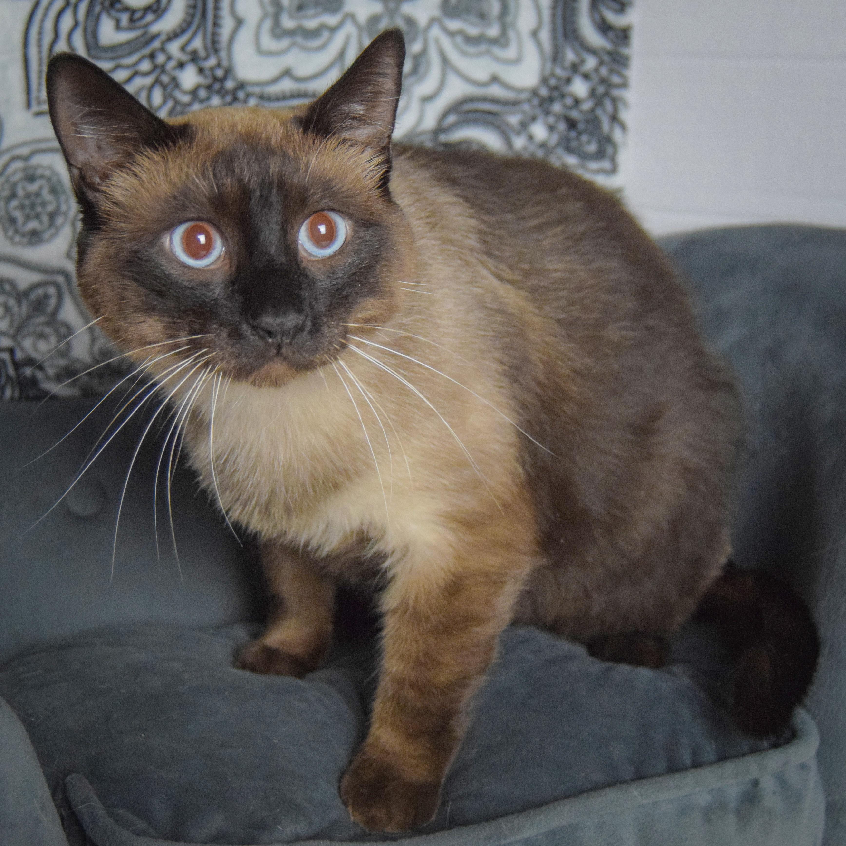 Enlarge Nimbus, an adoptable mixed breed in Huntley, IL image 3/3