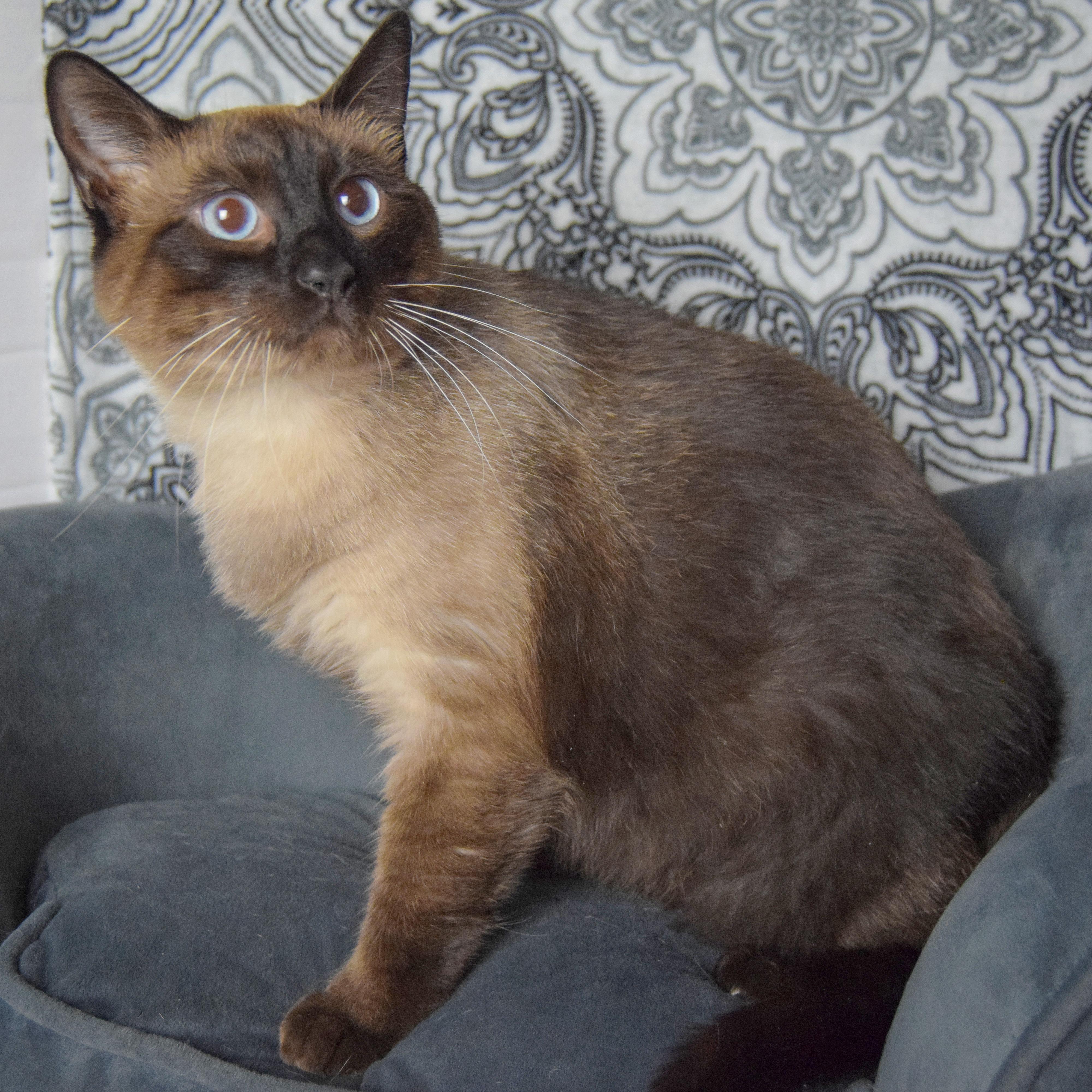 Enlarge Nimbus, an adoptable mixed breed in Huntley, IL image 2/3