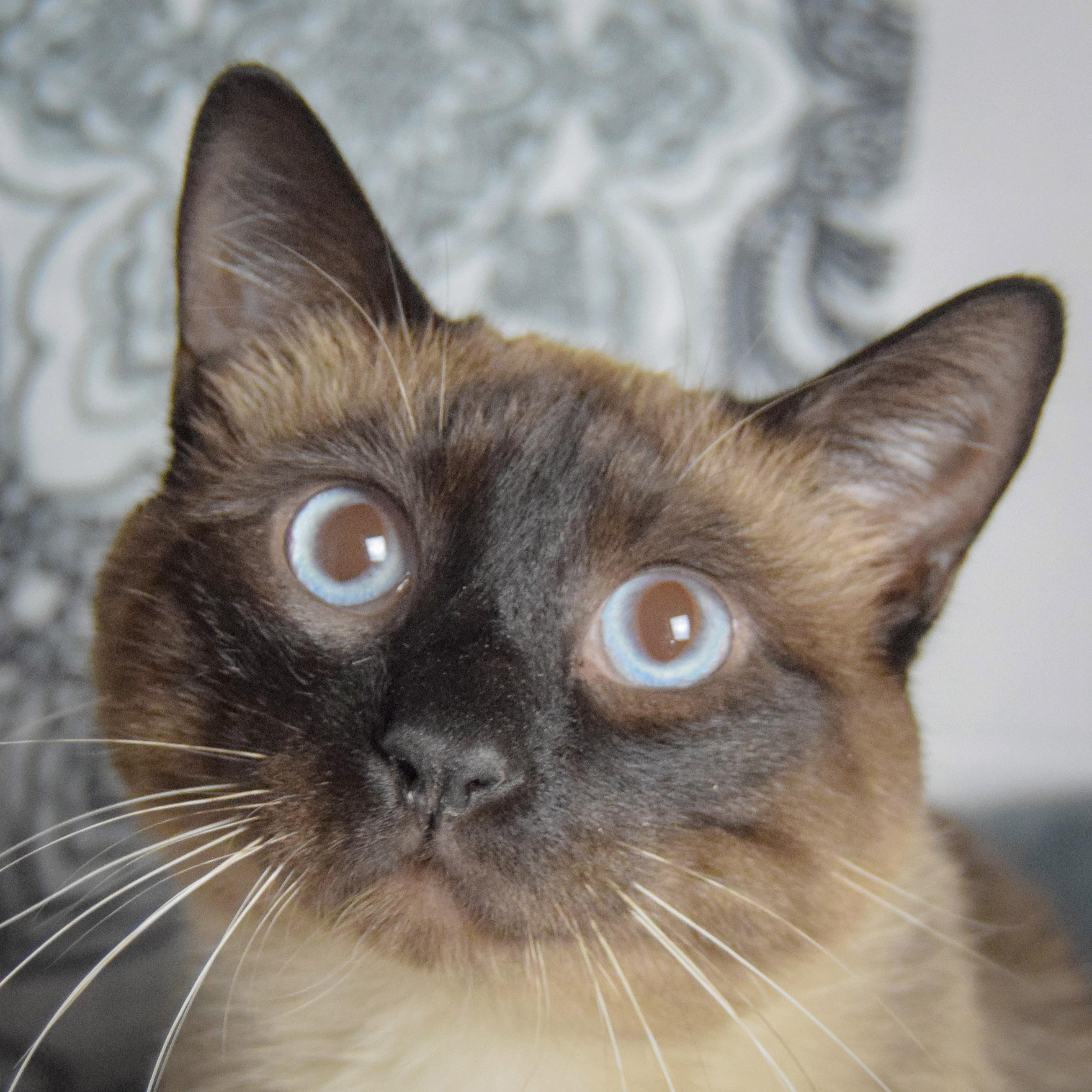 Enlarge Nimbus, an adoptable mixed breed in Huntley, IL image 1/3