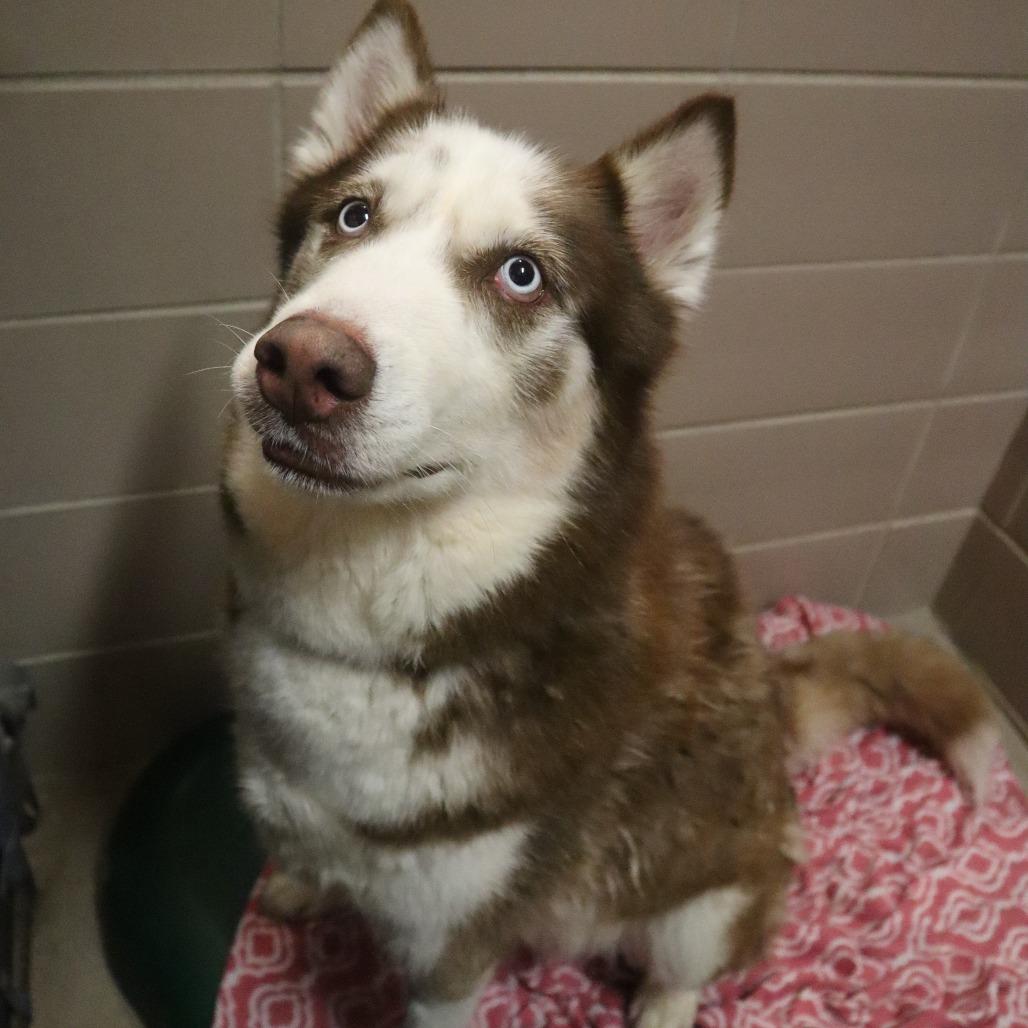 Max, Adoptable, Senior Male Mixed Breed.