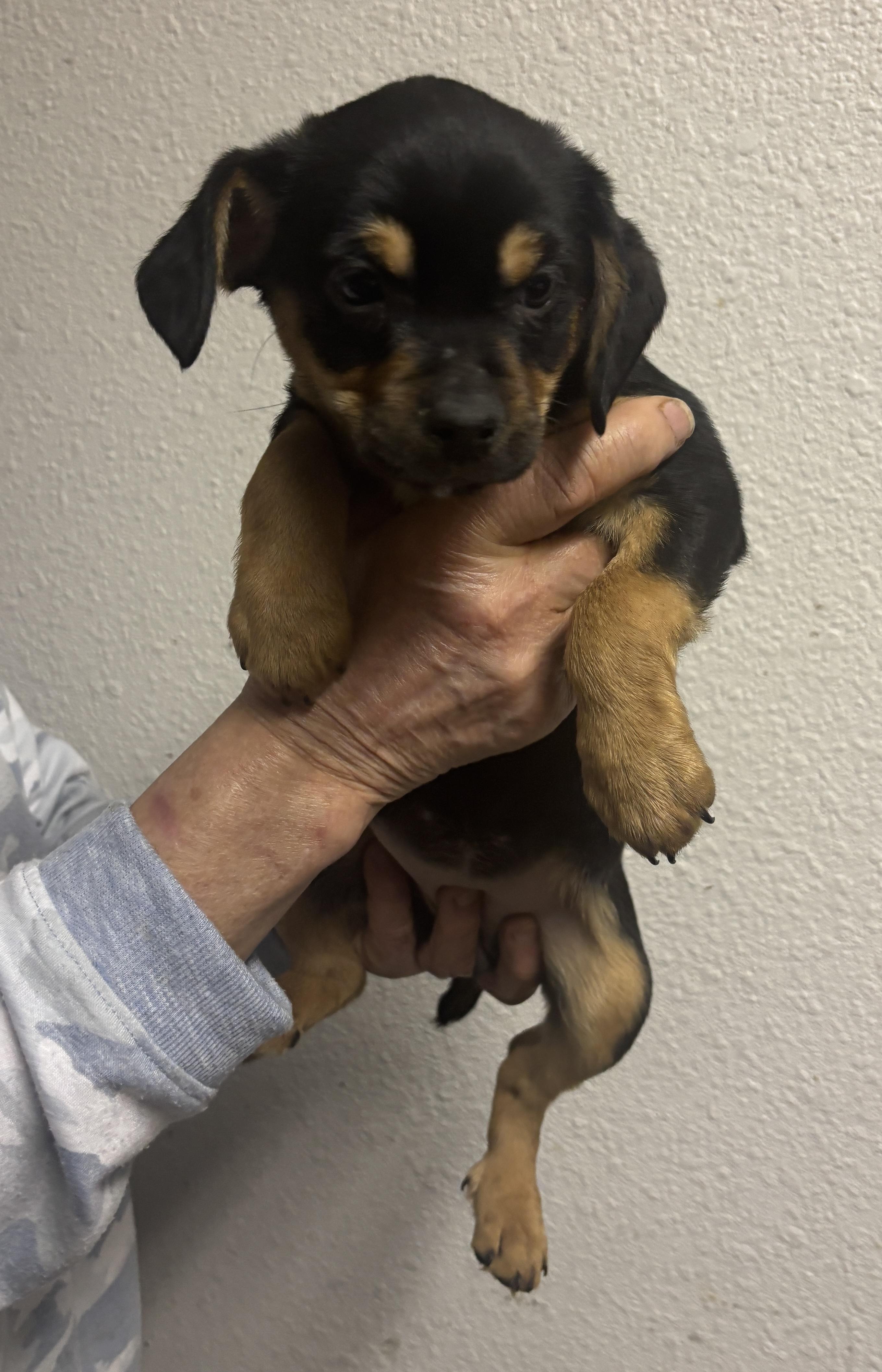 Victoria, adopted, Puppy Female Cocker Spaniel & Chihuahua.