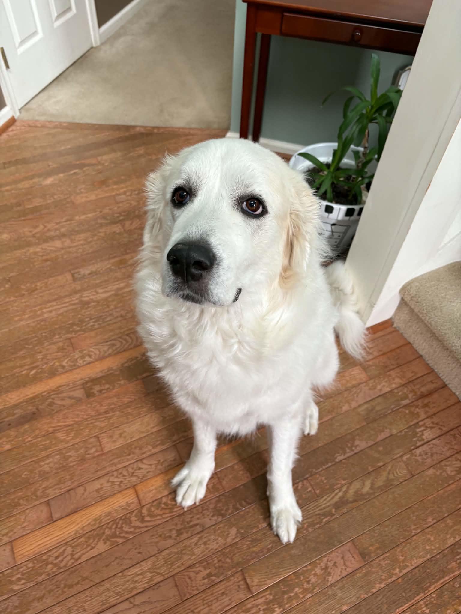 Katie, a ADOPTABLE Great Pyrenees in Hatfield, PA image 4/6
