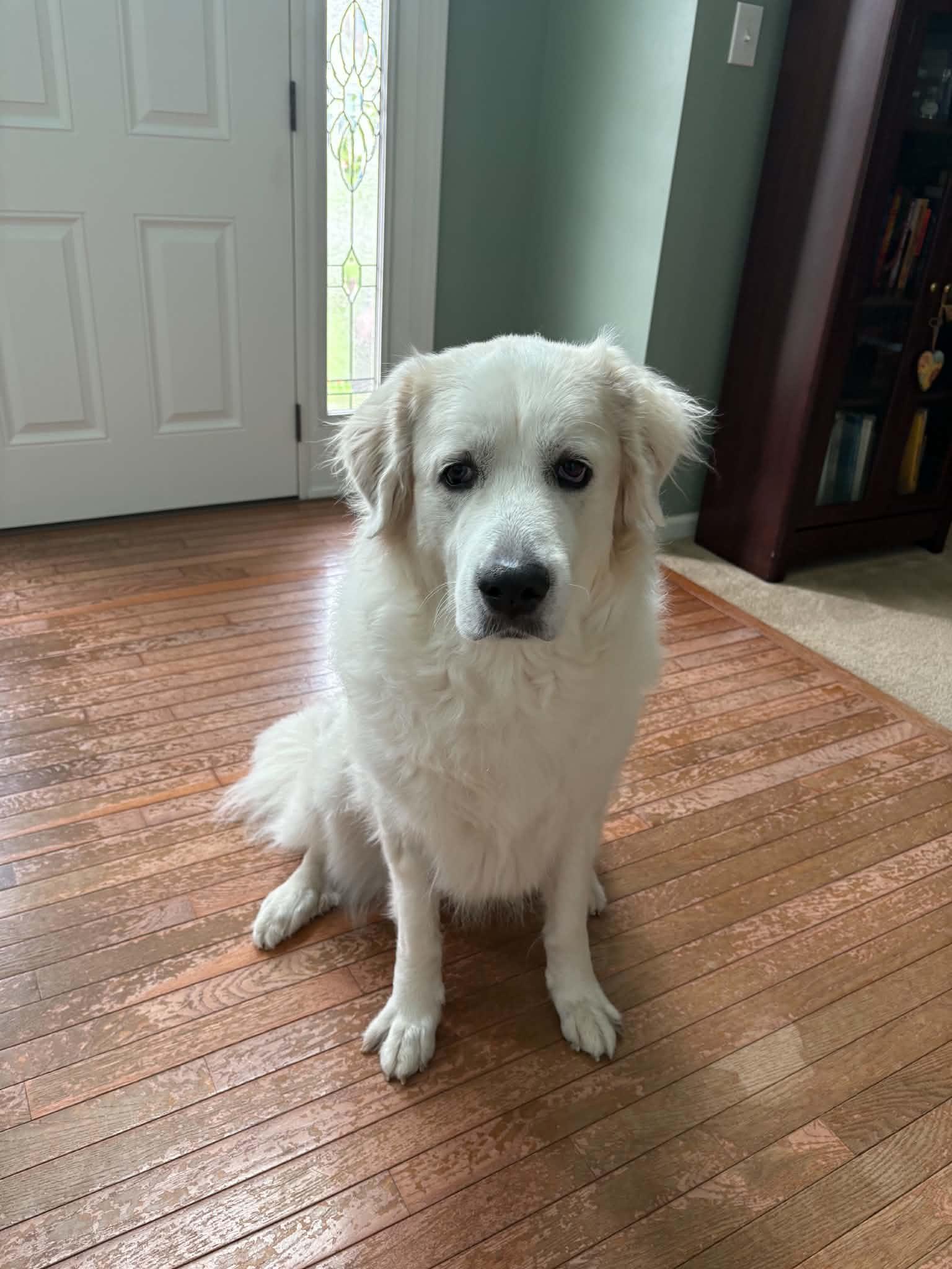 Katie, a ADOPTABLE Great Pyrenees in Hatfield, PA image 5/6