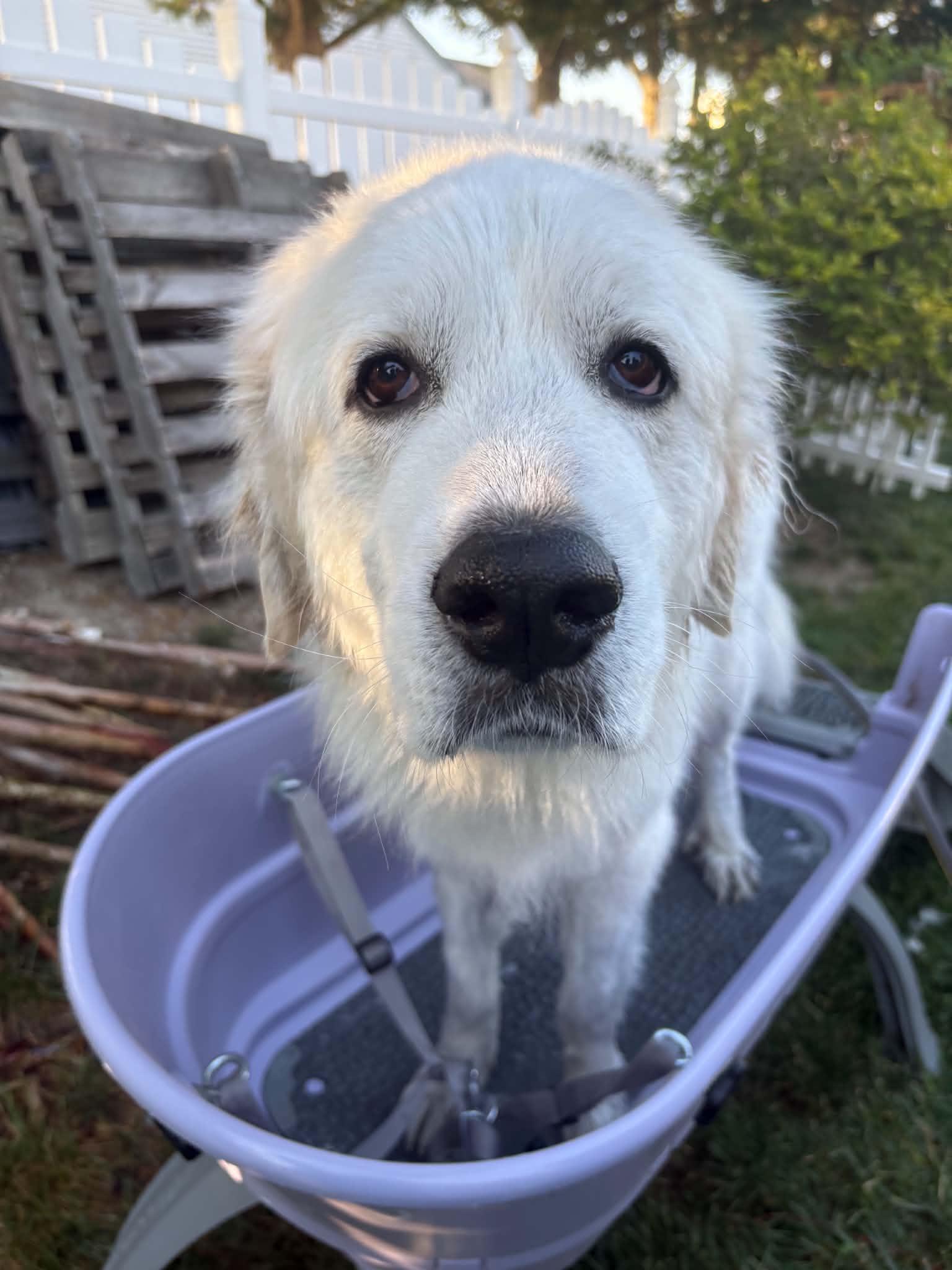 Katie, ADOPTABLE, Adult Female Great Pyrenees.