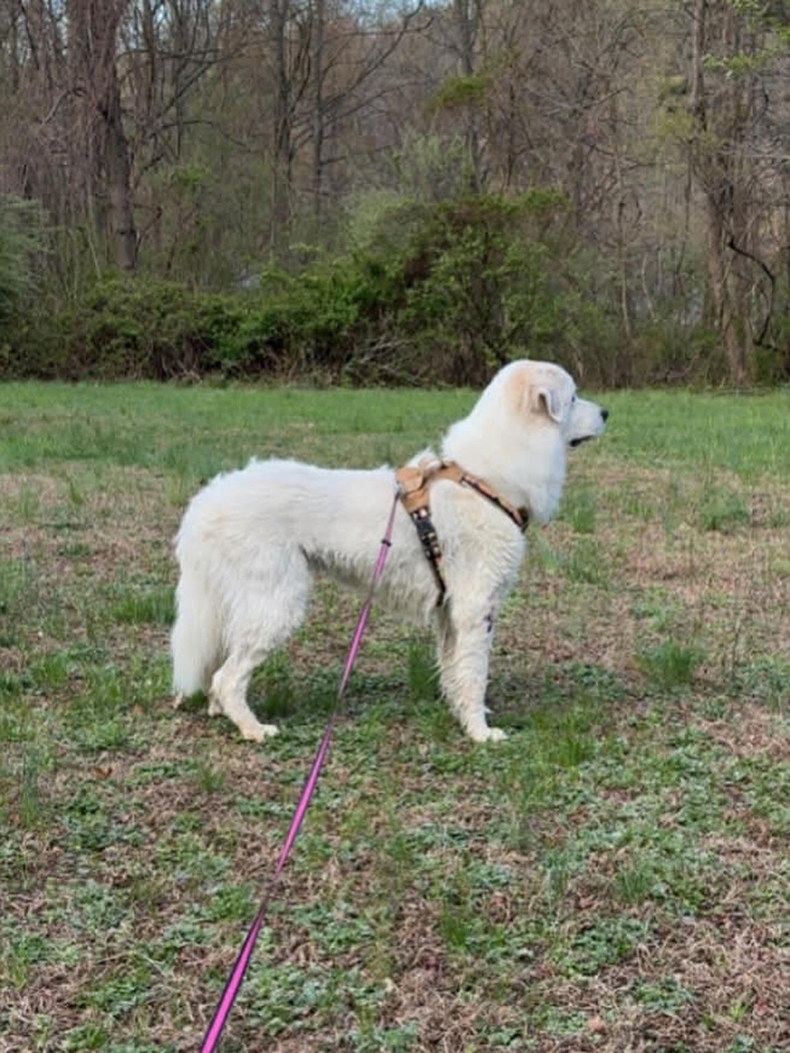 Katie, a ADOPTABLE Great Pyrenees in Hatfield, PA image 6/6