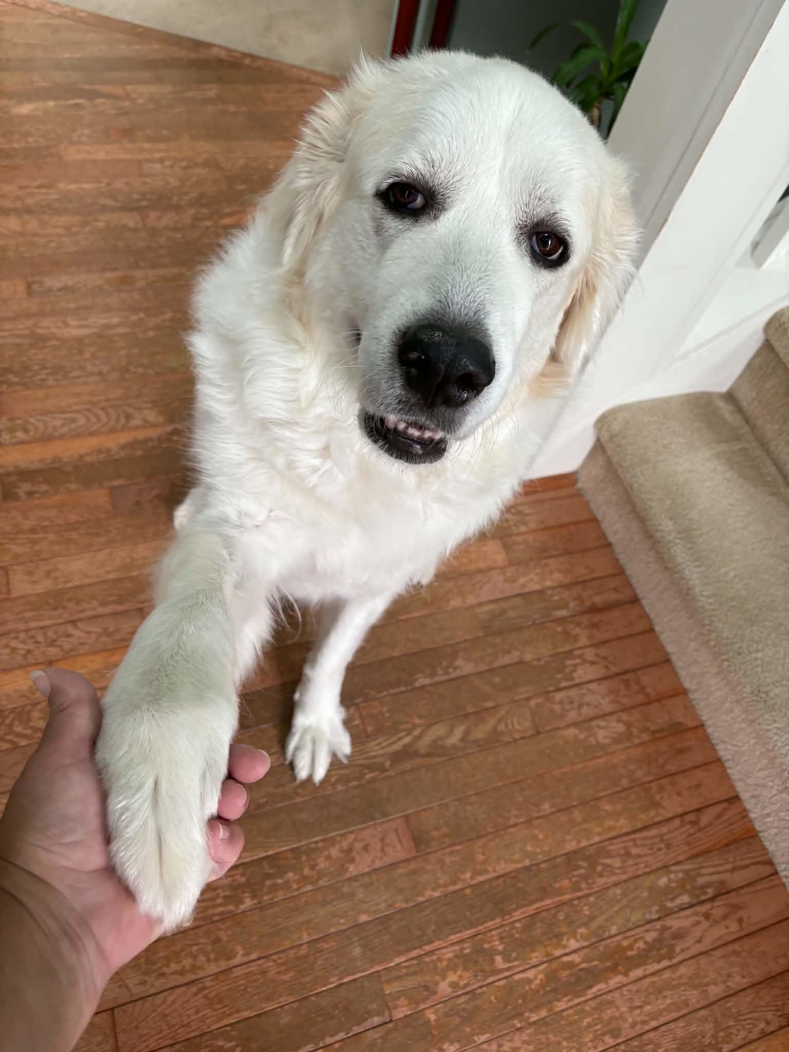 Katie, a ADOPTABLE Great Pyrenees in Hatfield, PA image 3/6