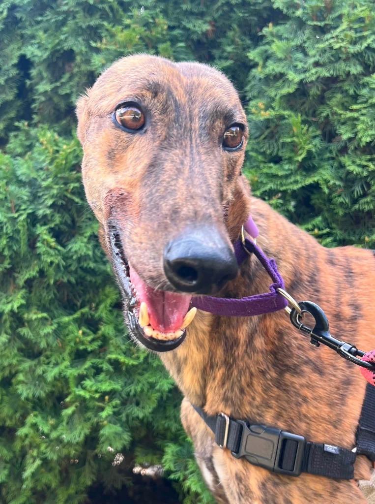Enlarge Benny, a Adoptable Greyhound in Hopkinton, MA image 1/2