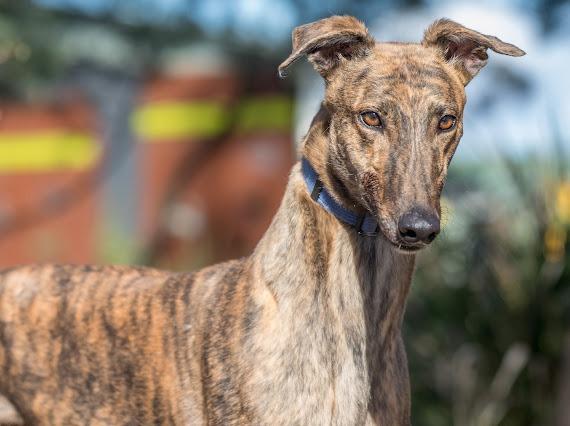 Enlarge Benny, a Adoptable Greyhound in Hopkinton, MA image 2/2