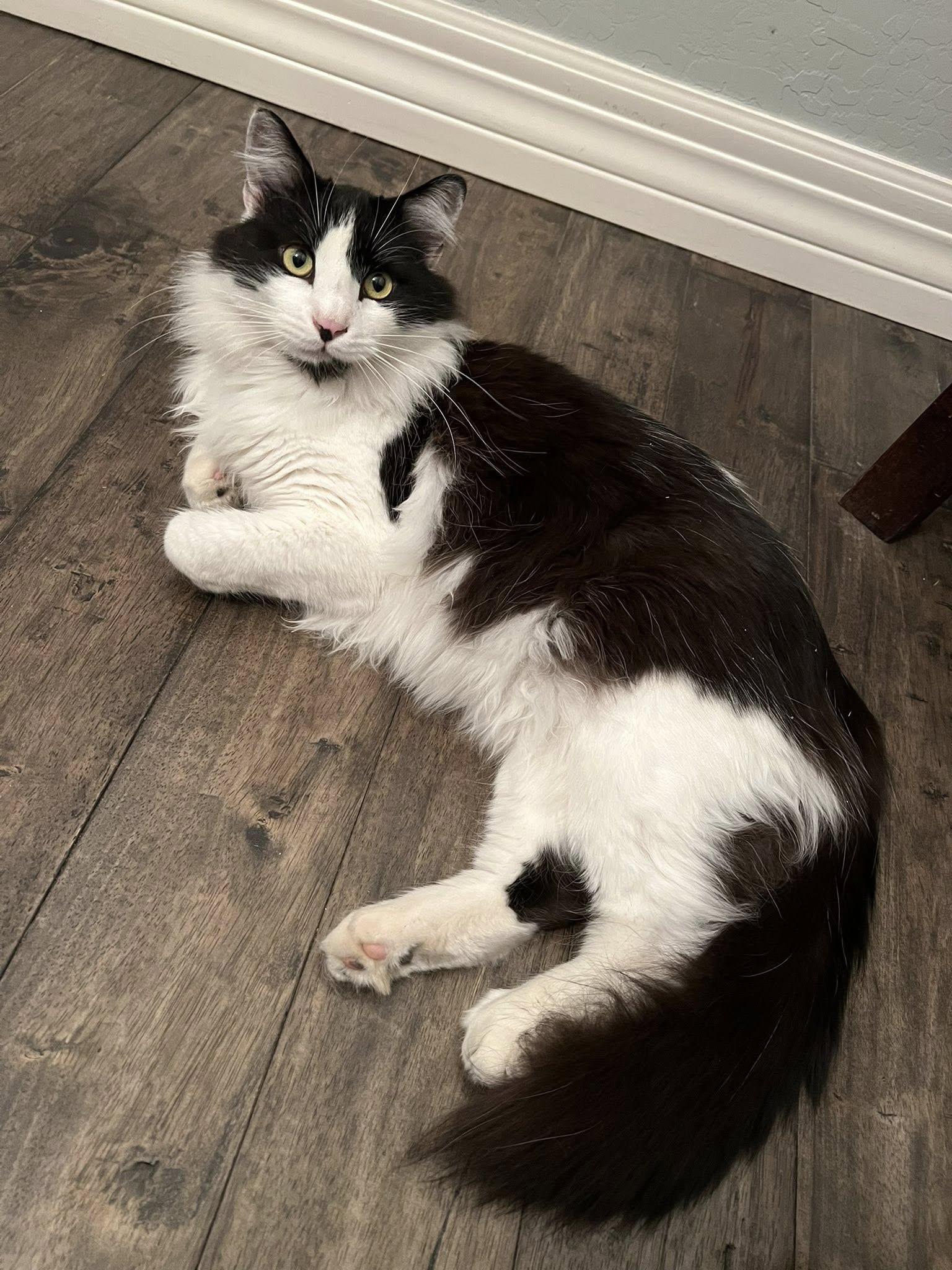 Pickles ***Community Courtesy Post***, a Adoptable Domestic Long Hair in Queen Creek, AZ image 3/5