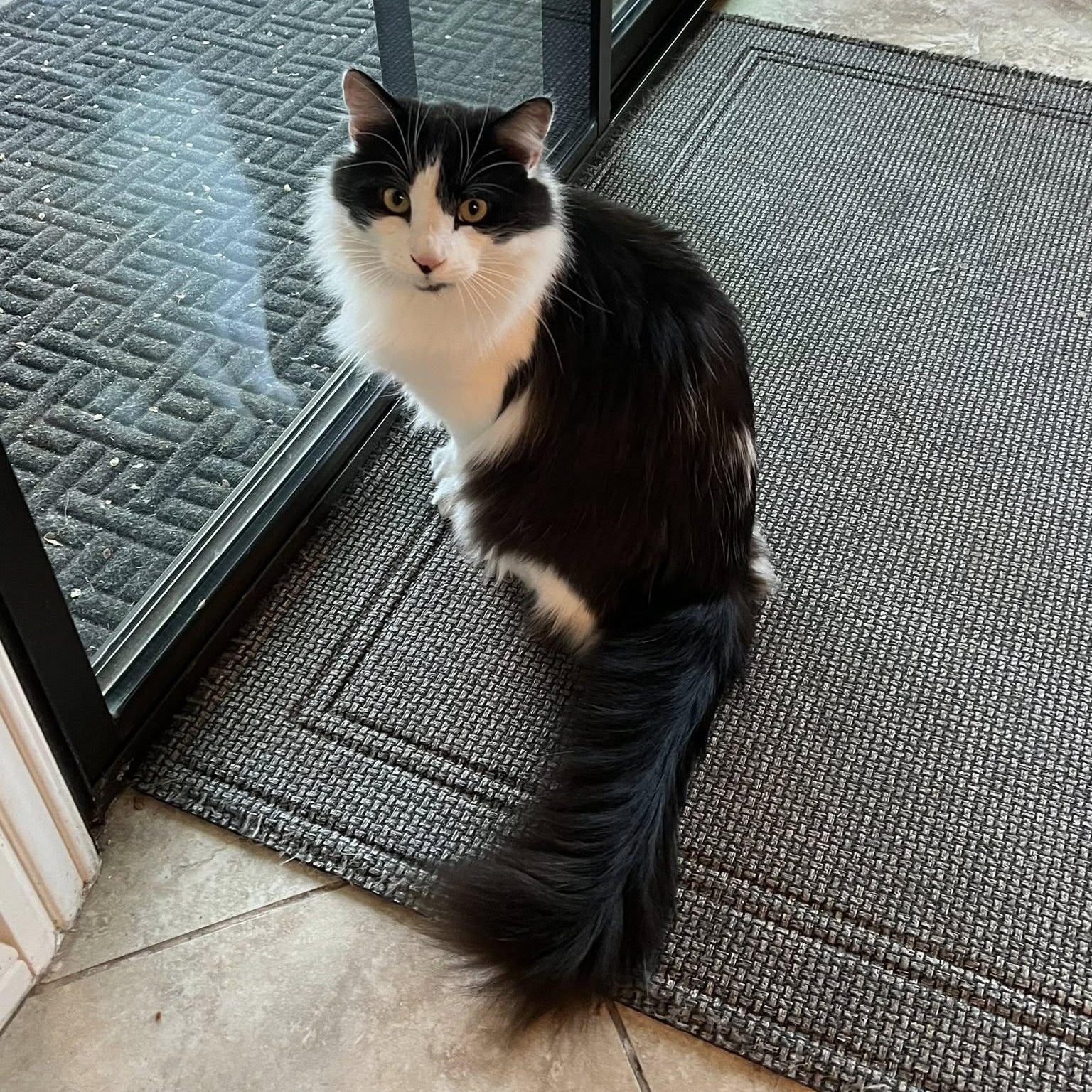 Pickles ***Community Courtesy Post***, Adoptable, Adult Male Domestic Long Hair.