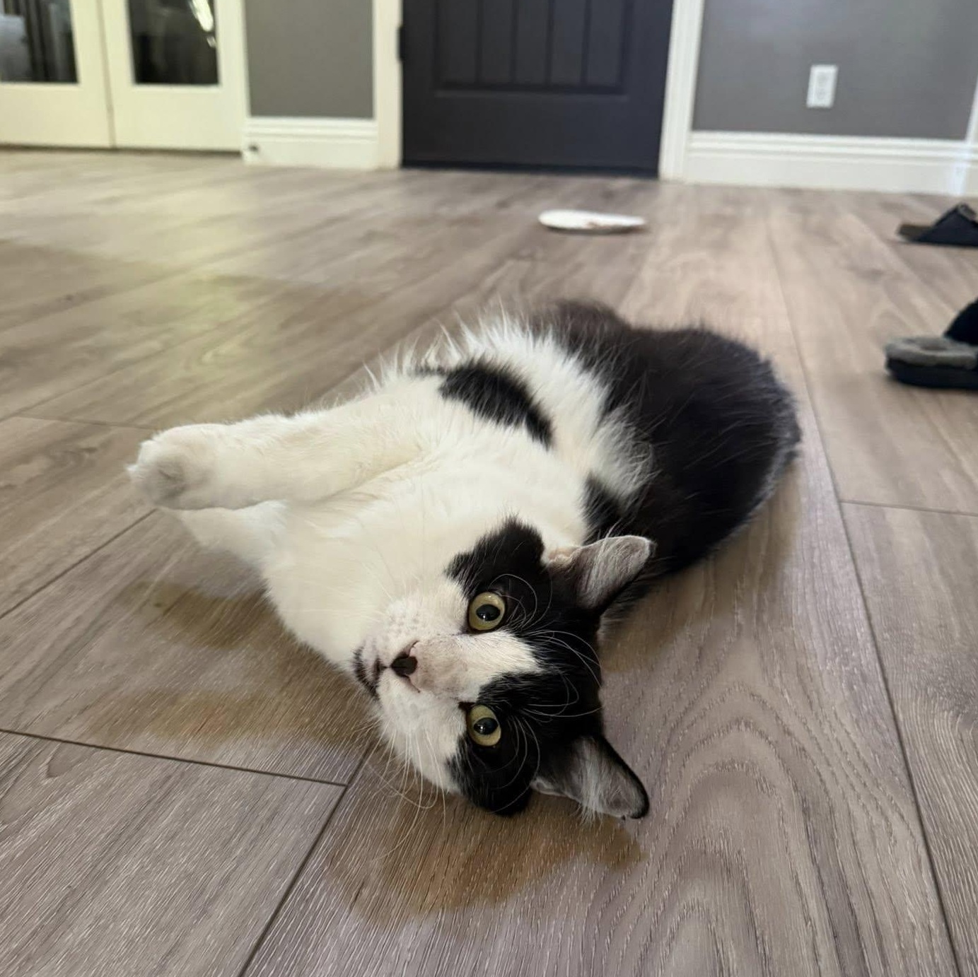 Pickles ***Community Courtesy Post***, a Adoptable Domestic Long Hair in Queen Creek, AZ image 2/5