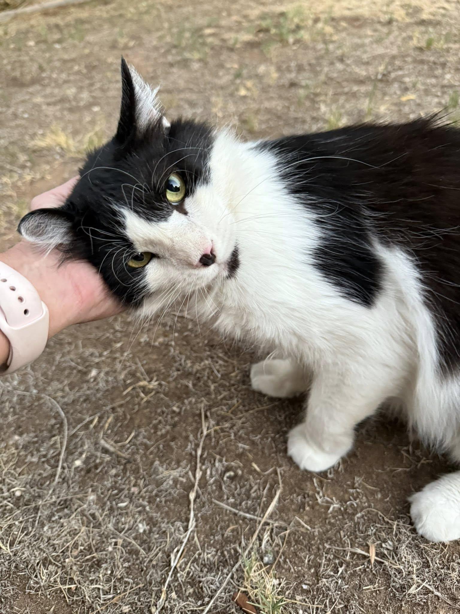Pickles ***Community Courtesy Post***, a Adoptable Domestic Long Hair in Queen Creek, AZ image 4/5